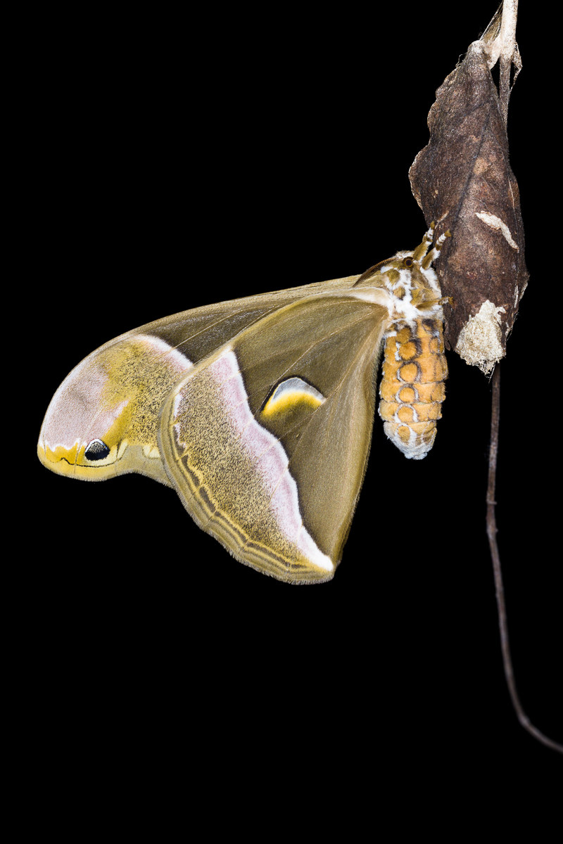 Dell'ailanto moth (Samia cynthia)