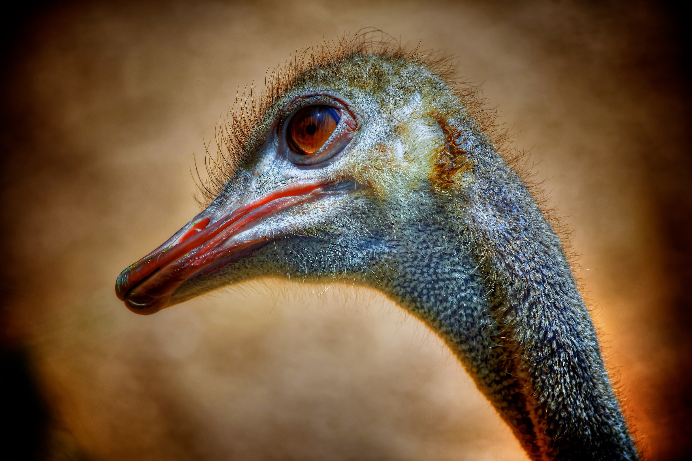 Anvedi che profilo ...