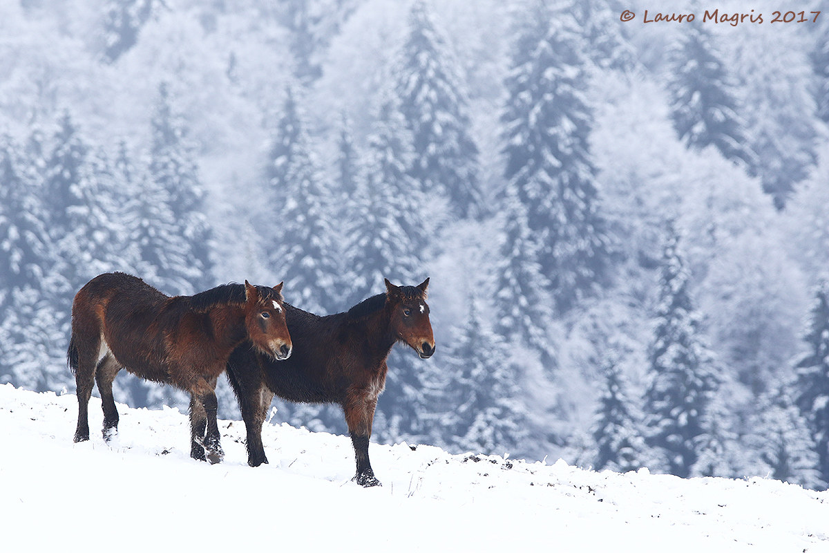 Passeggiando sulla neve