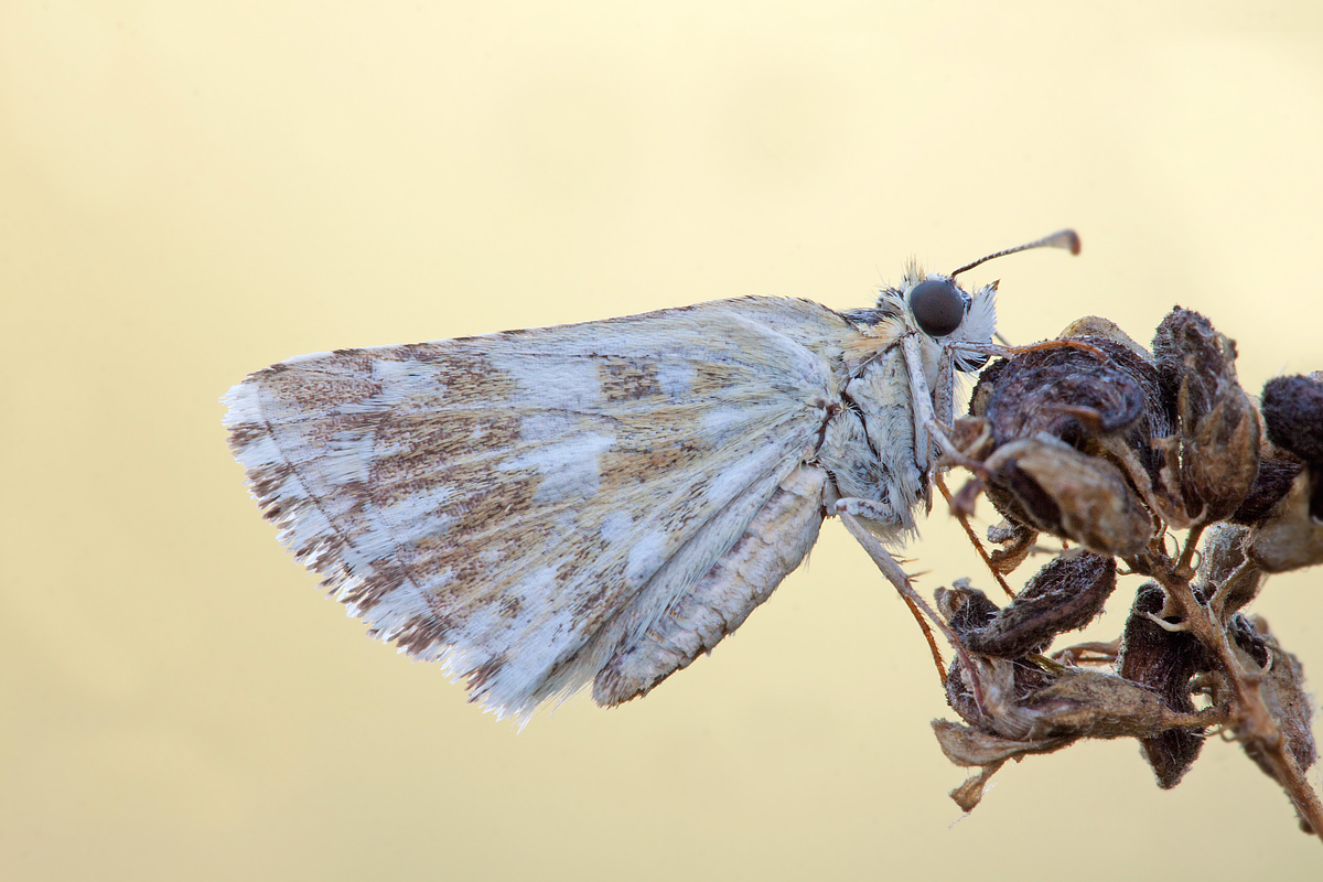 Farfalla (Pyrgus Cirsii)