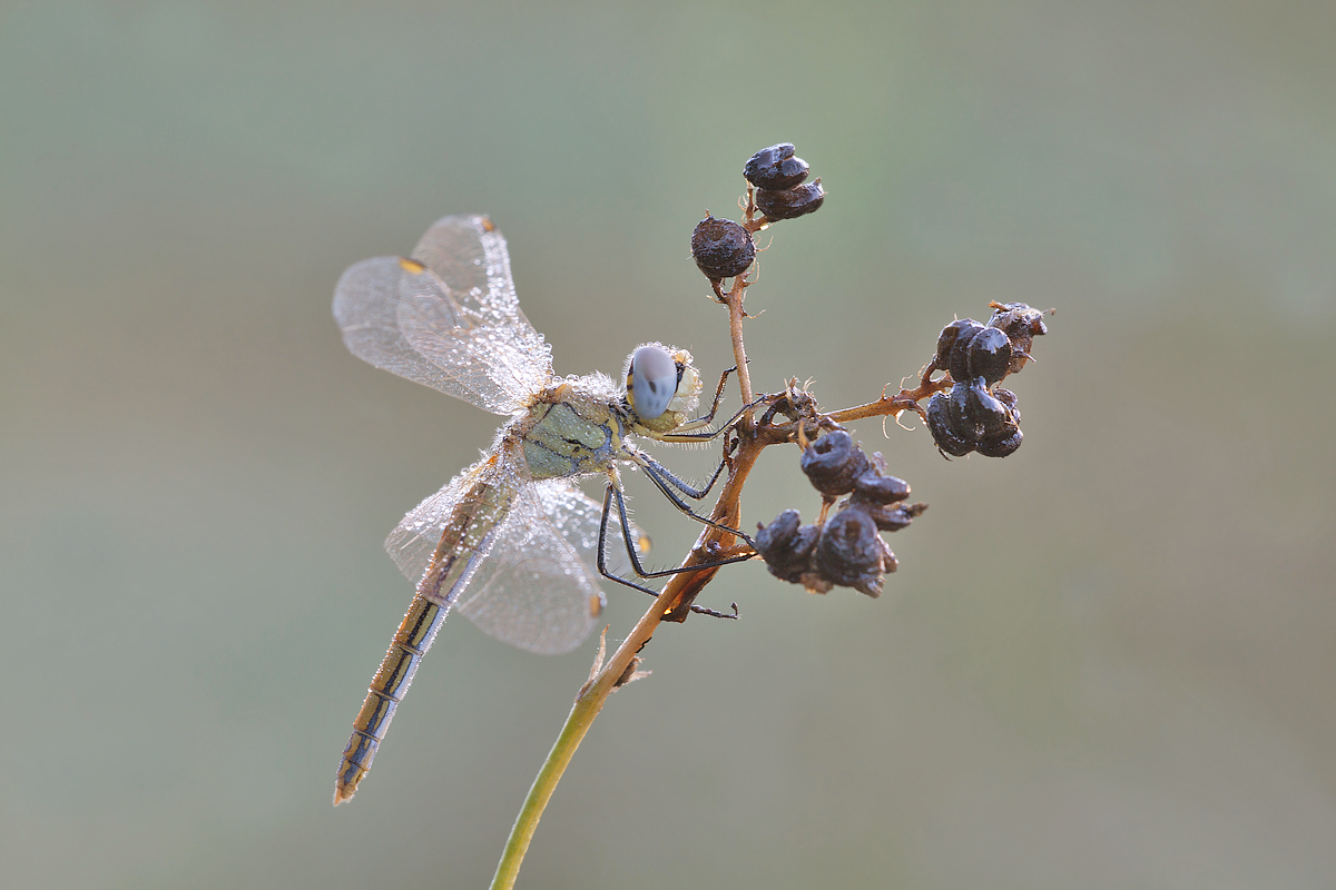 Sympetrum fonscolombii