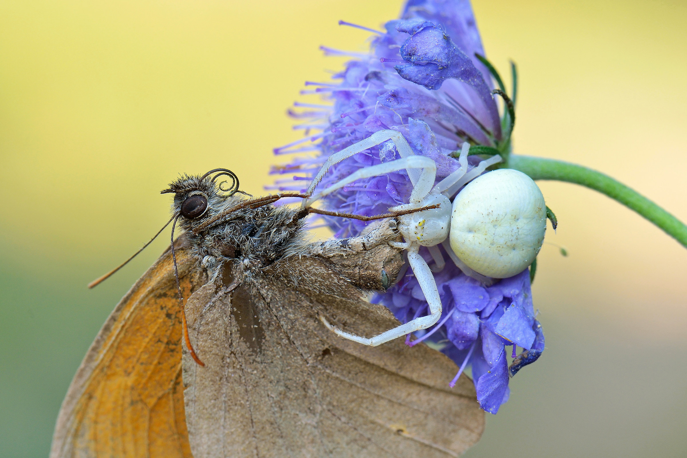 Misumena vatia (Granchio dei fiori)
