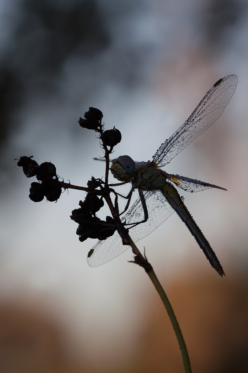 Libellula (Sympetrum fonscolombii)
