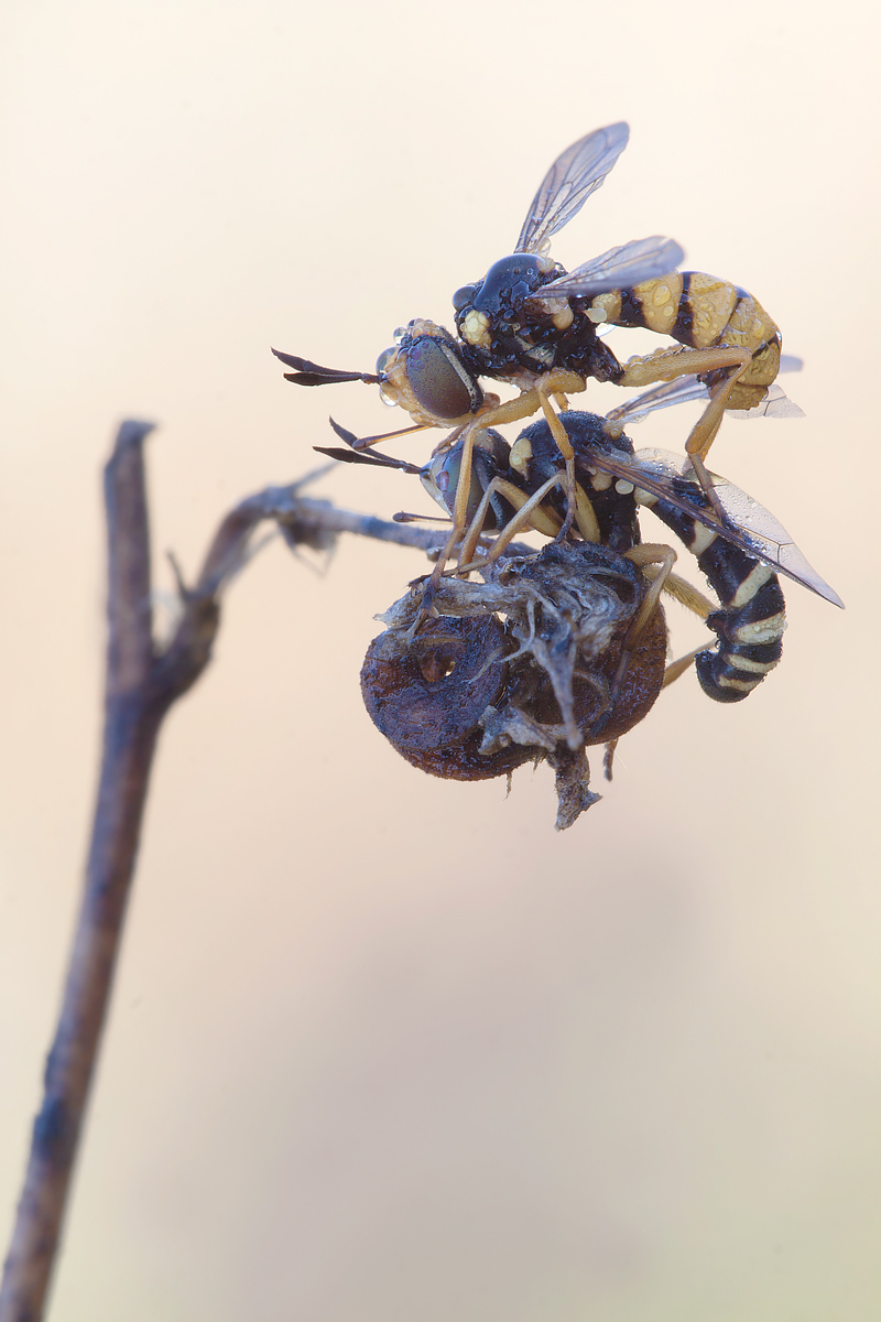 In coppia (da identificare)