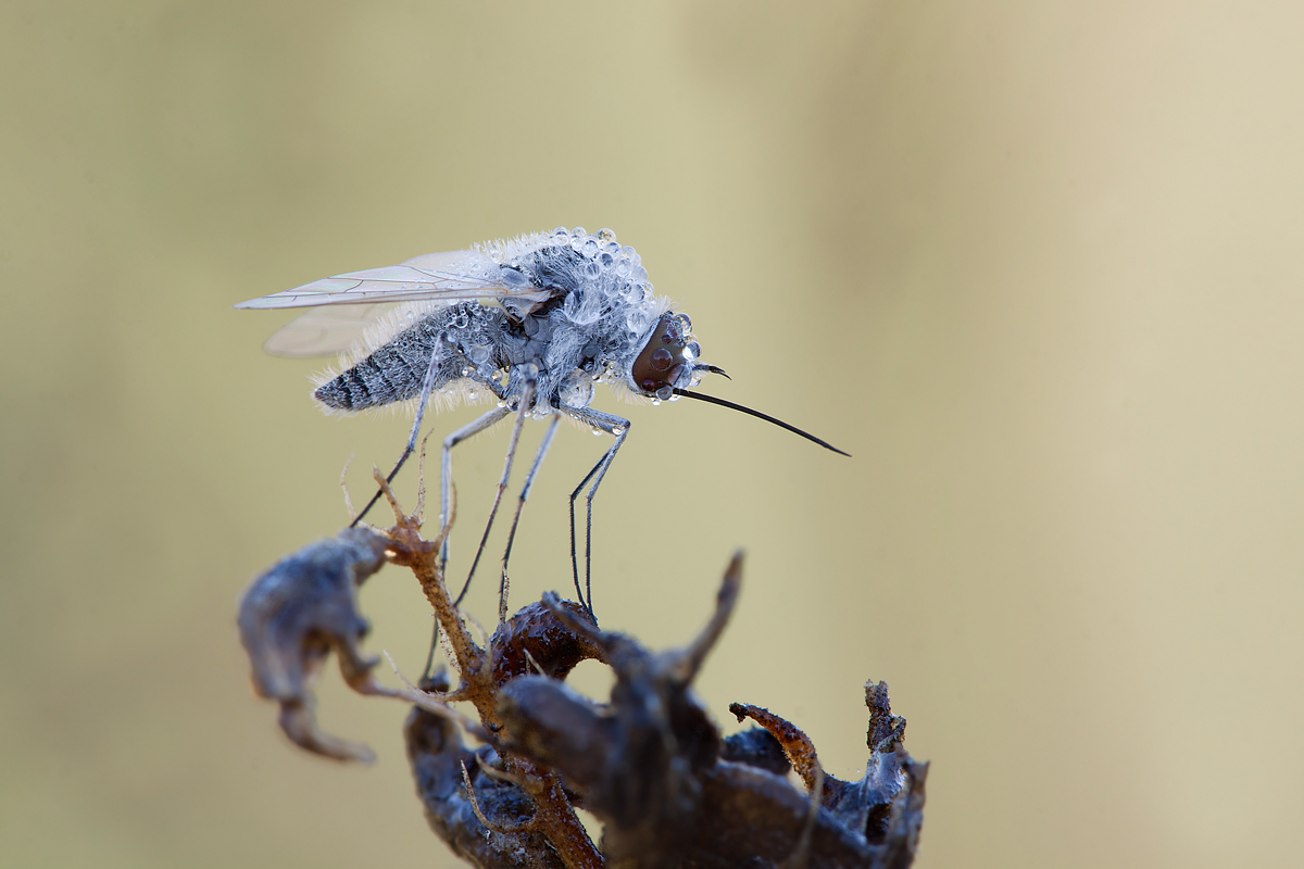 Bombylius minor (credo)