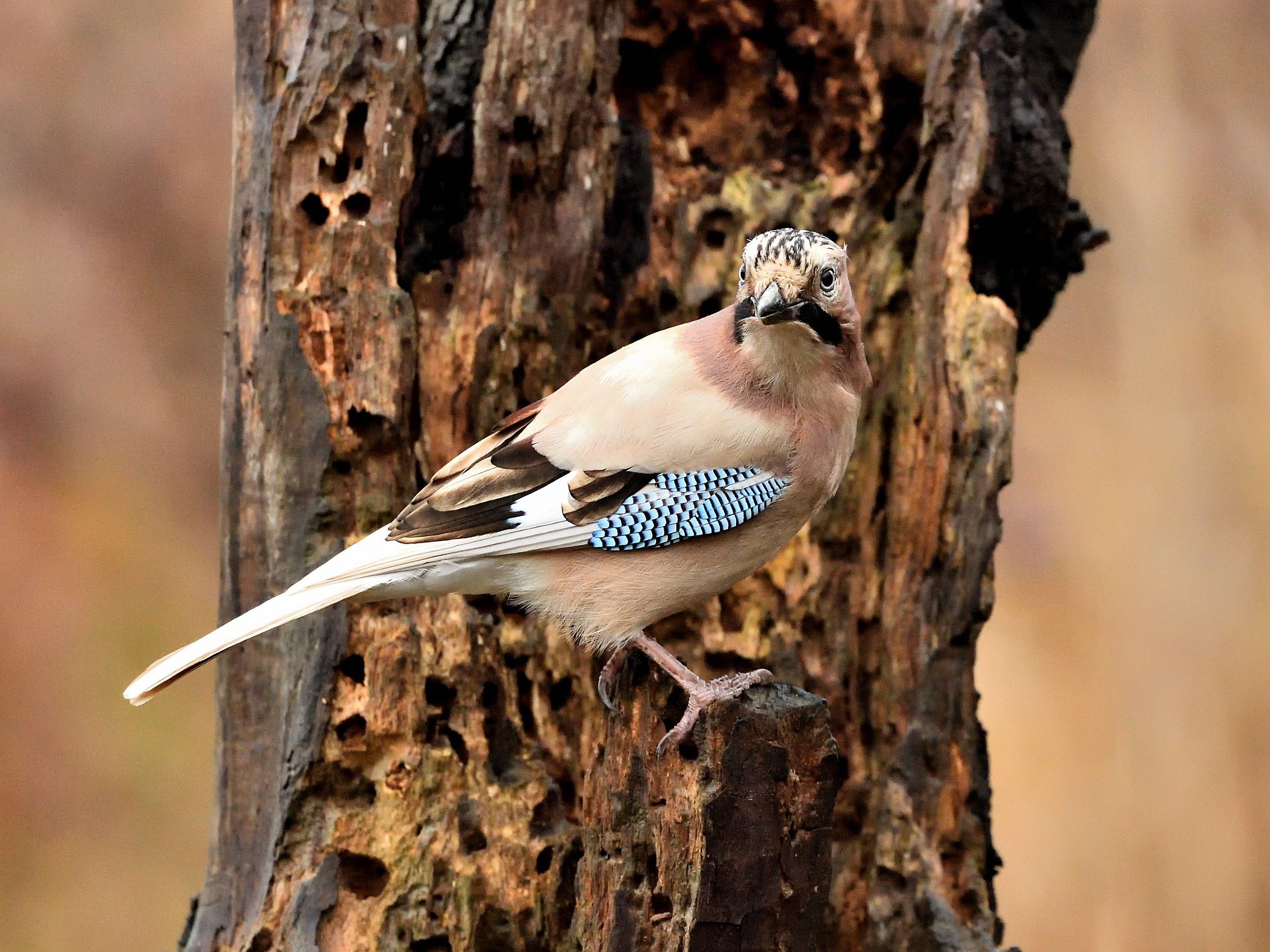 Jay with leucism