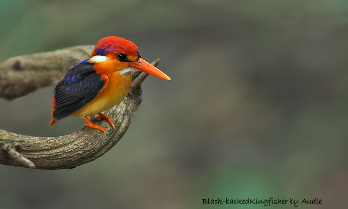 Black-backed Kingfisher