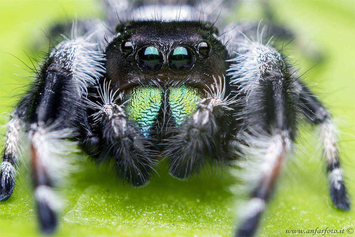 Phidippus regius (maschio)
