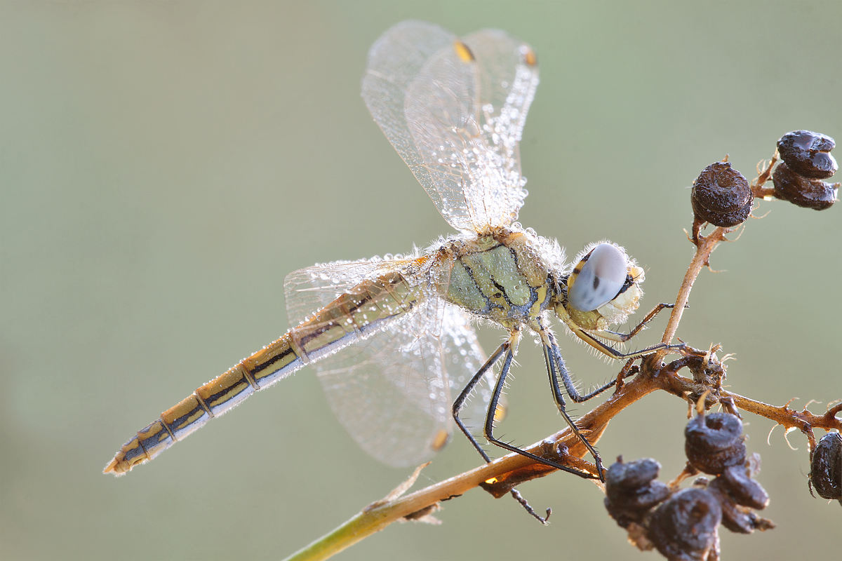 Sympetrum fonscolombii