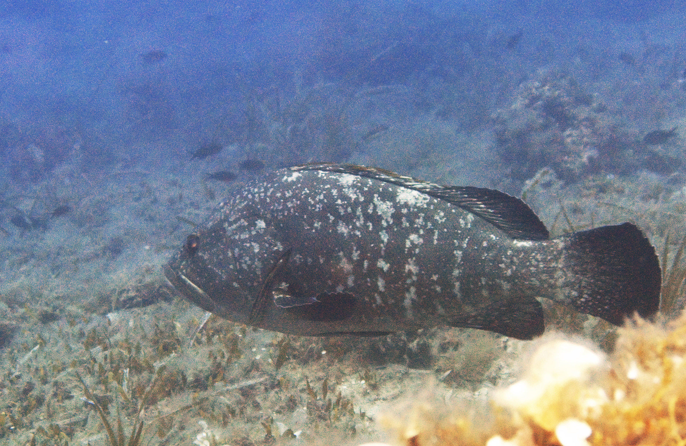 Grouper