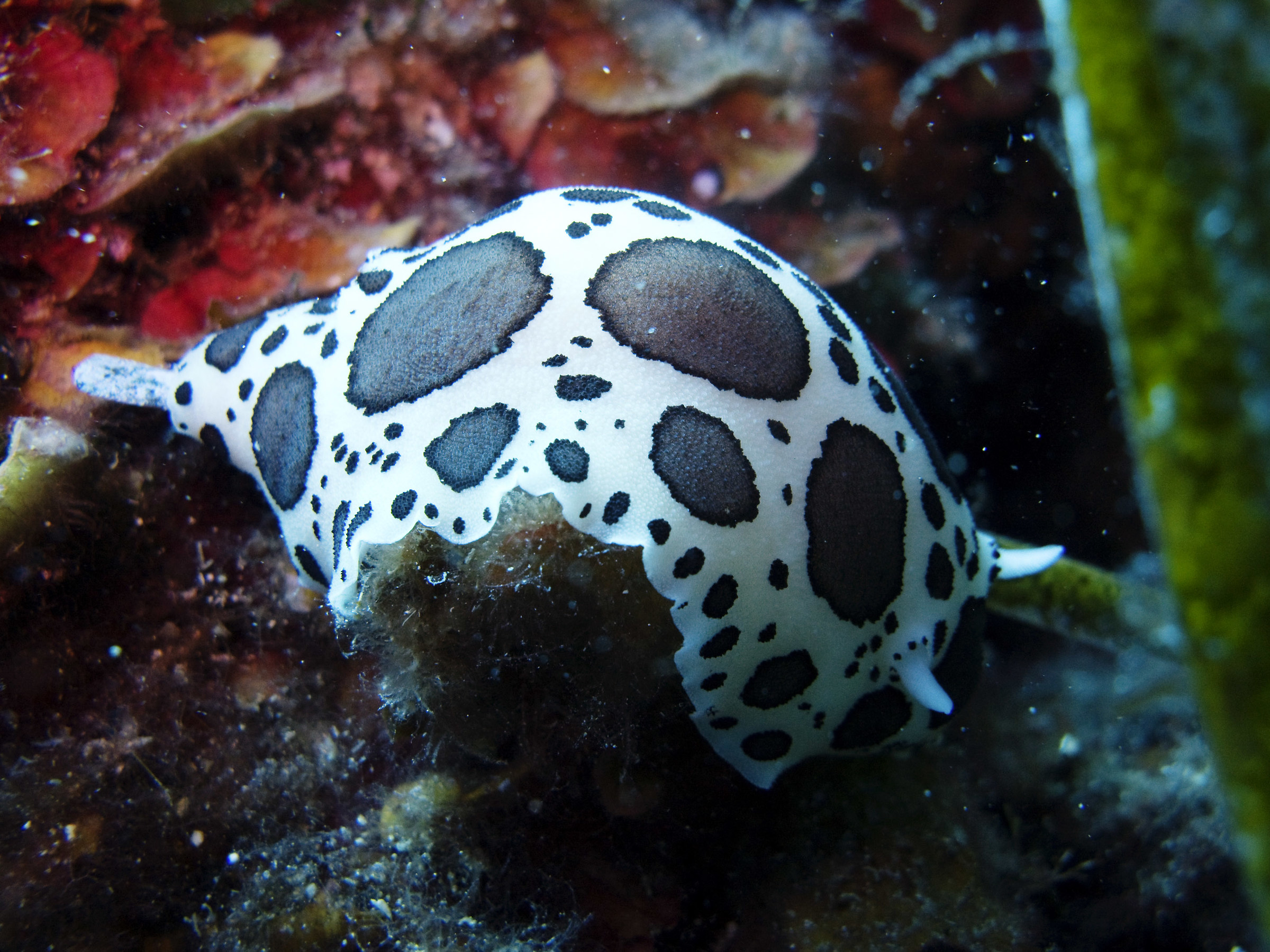 peltodoris atromaculata