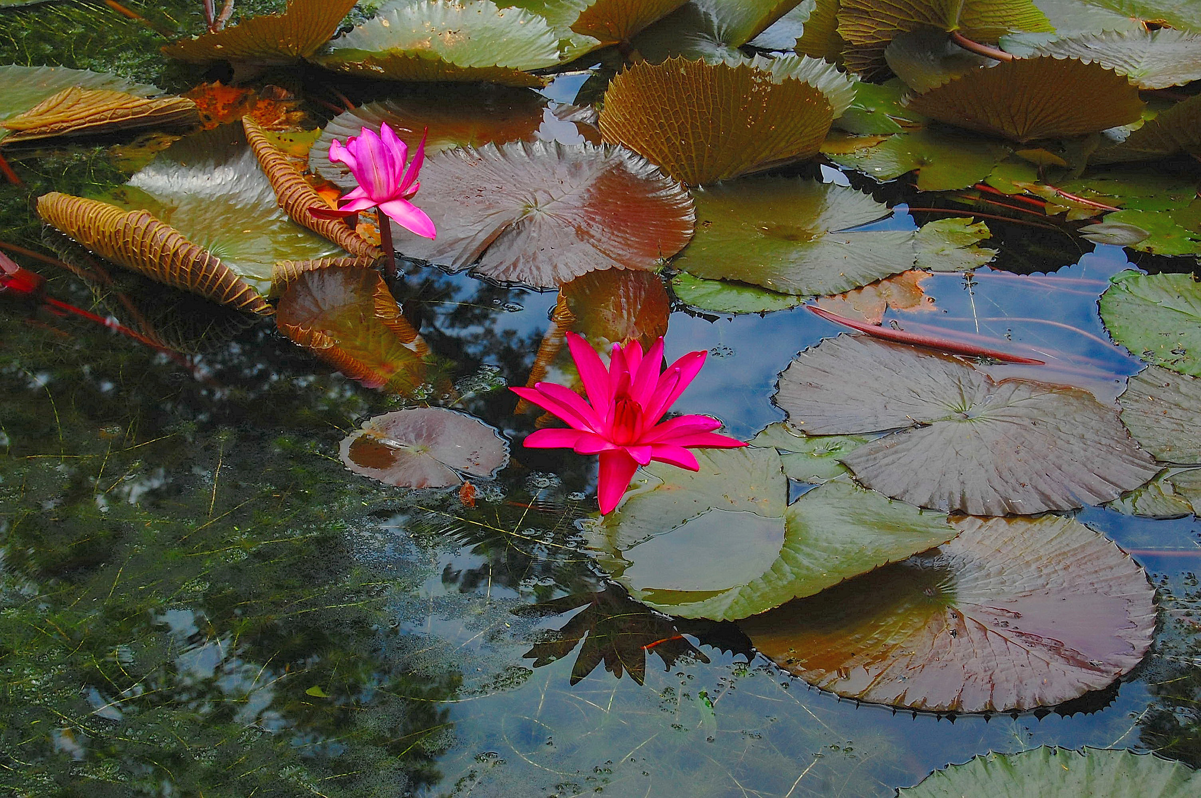 Pamplemousses (Mauritius): ninfee rosse
