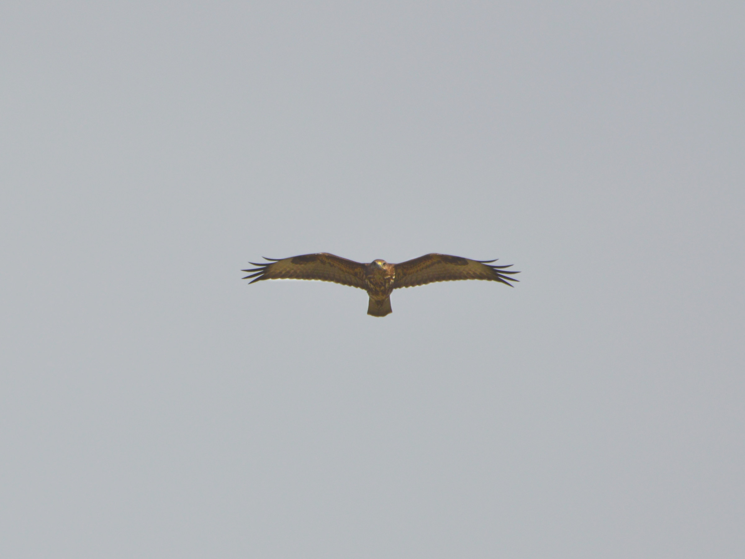 Buzzard against the light (distant)