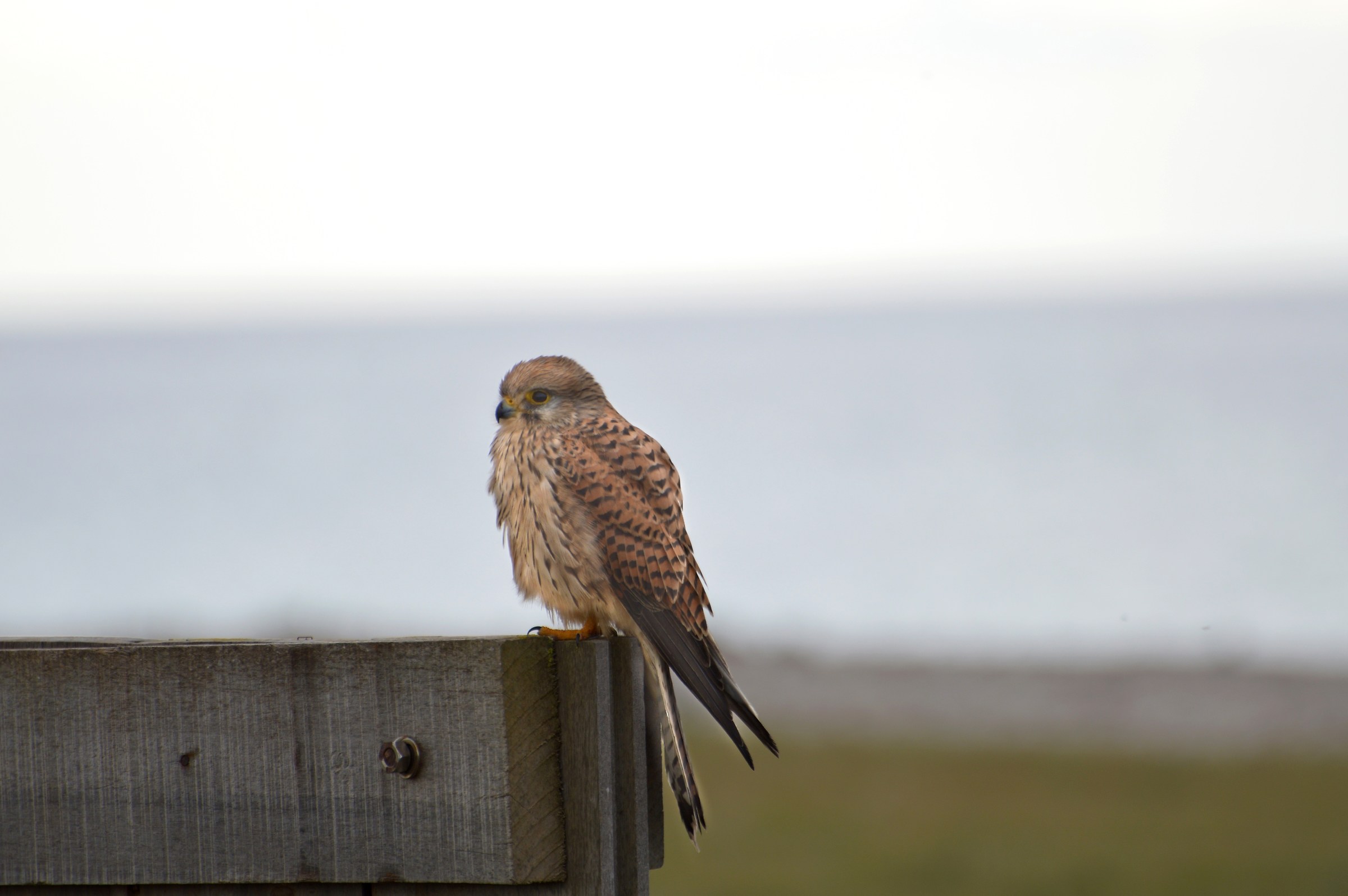 kestrel perched