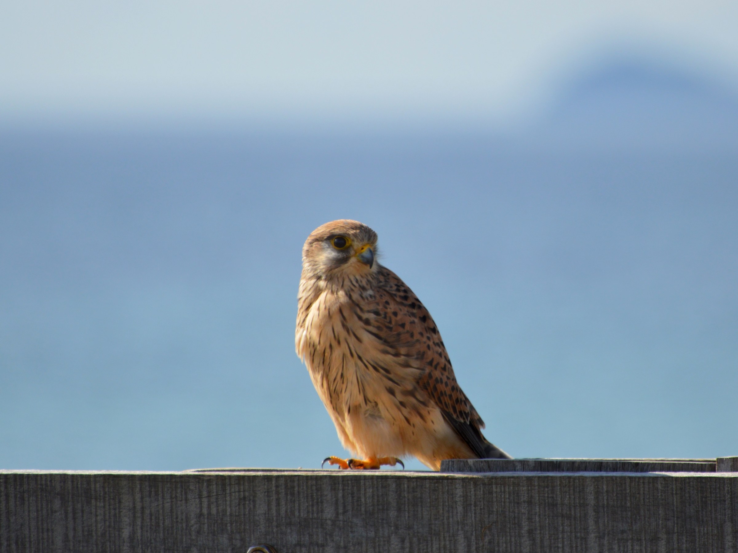 Kestrel perched 2
