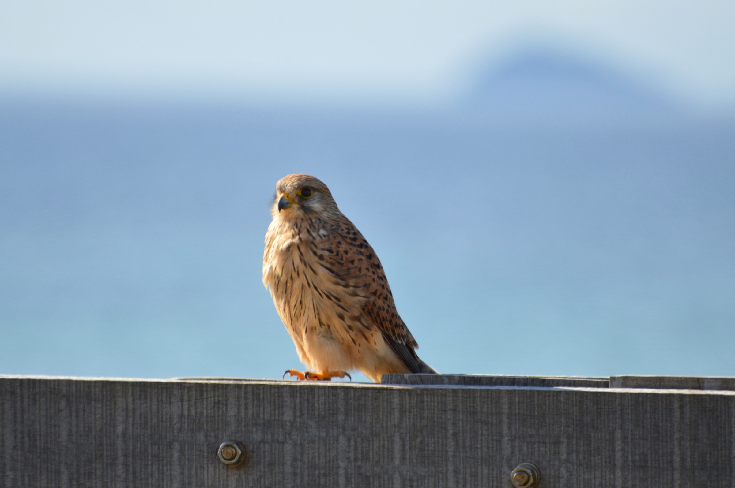 Kestrel perched 3