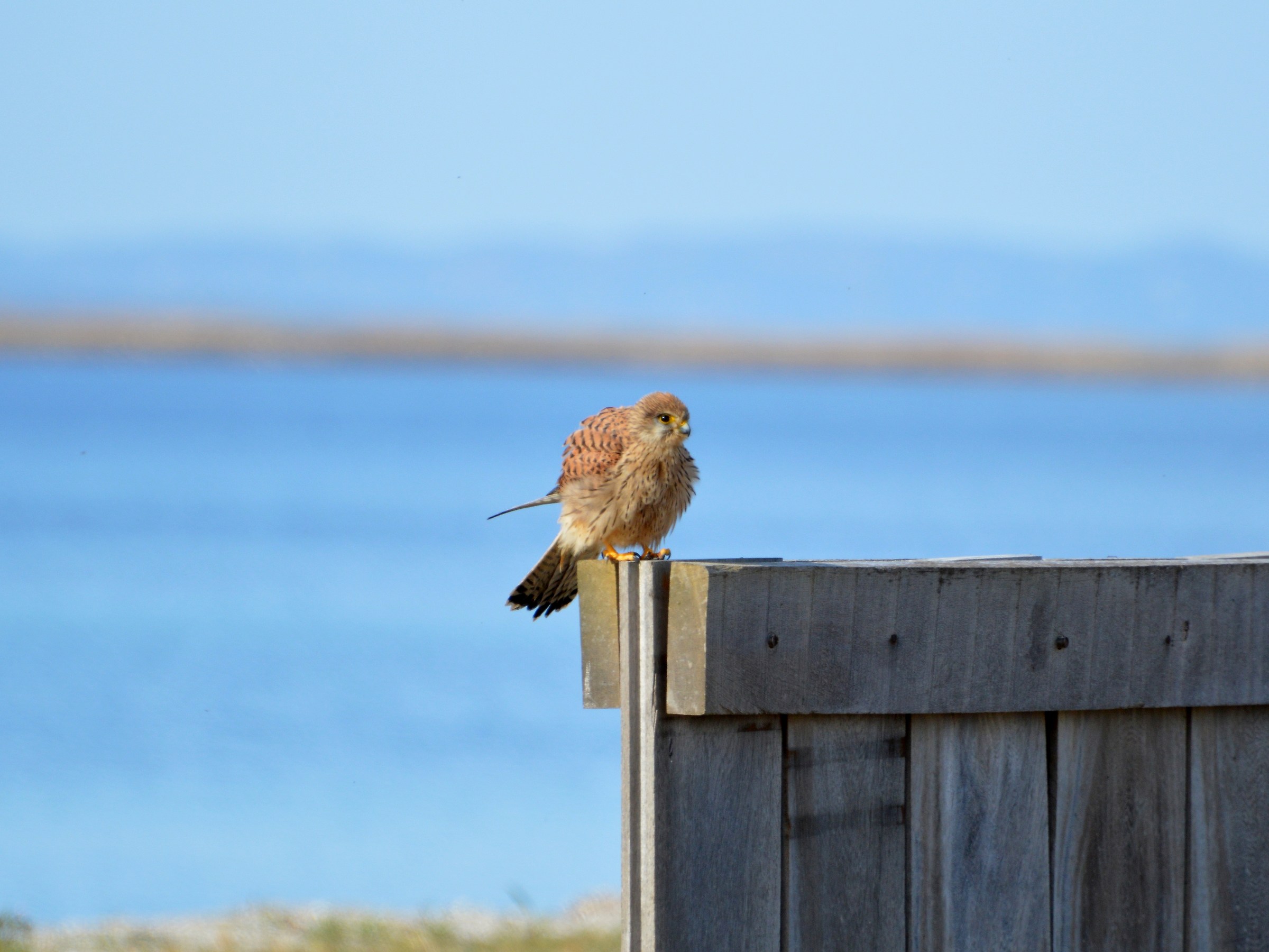 Kestrel ruffled