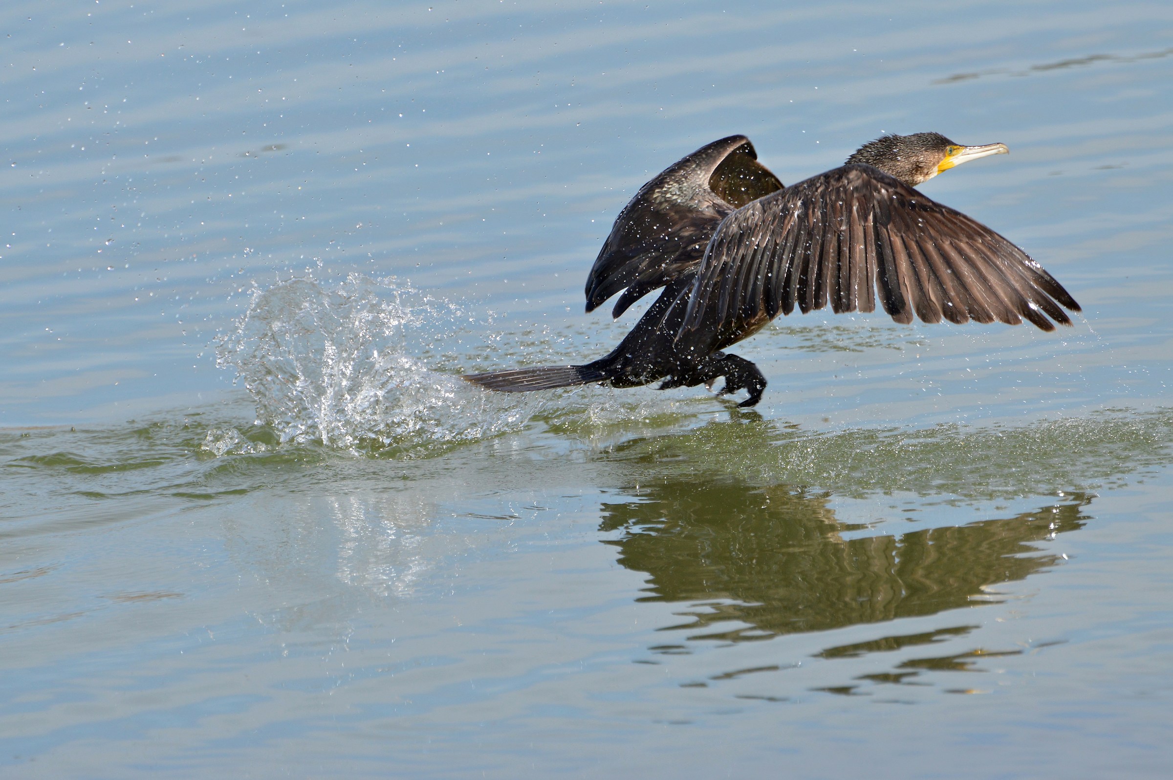 takeoff cormorant
