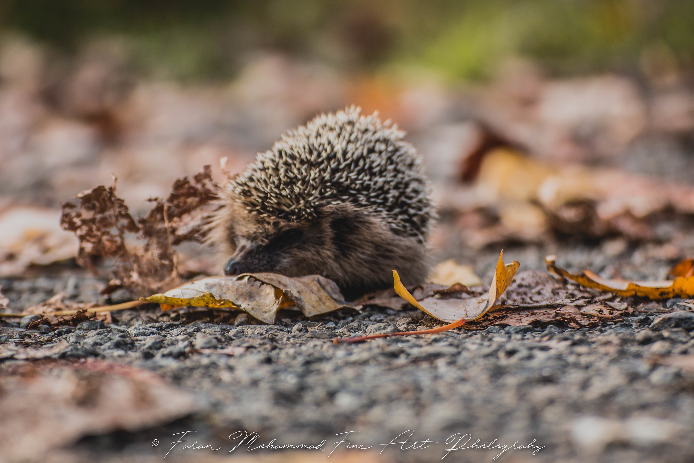 Hibernating animals: hedgehogs.