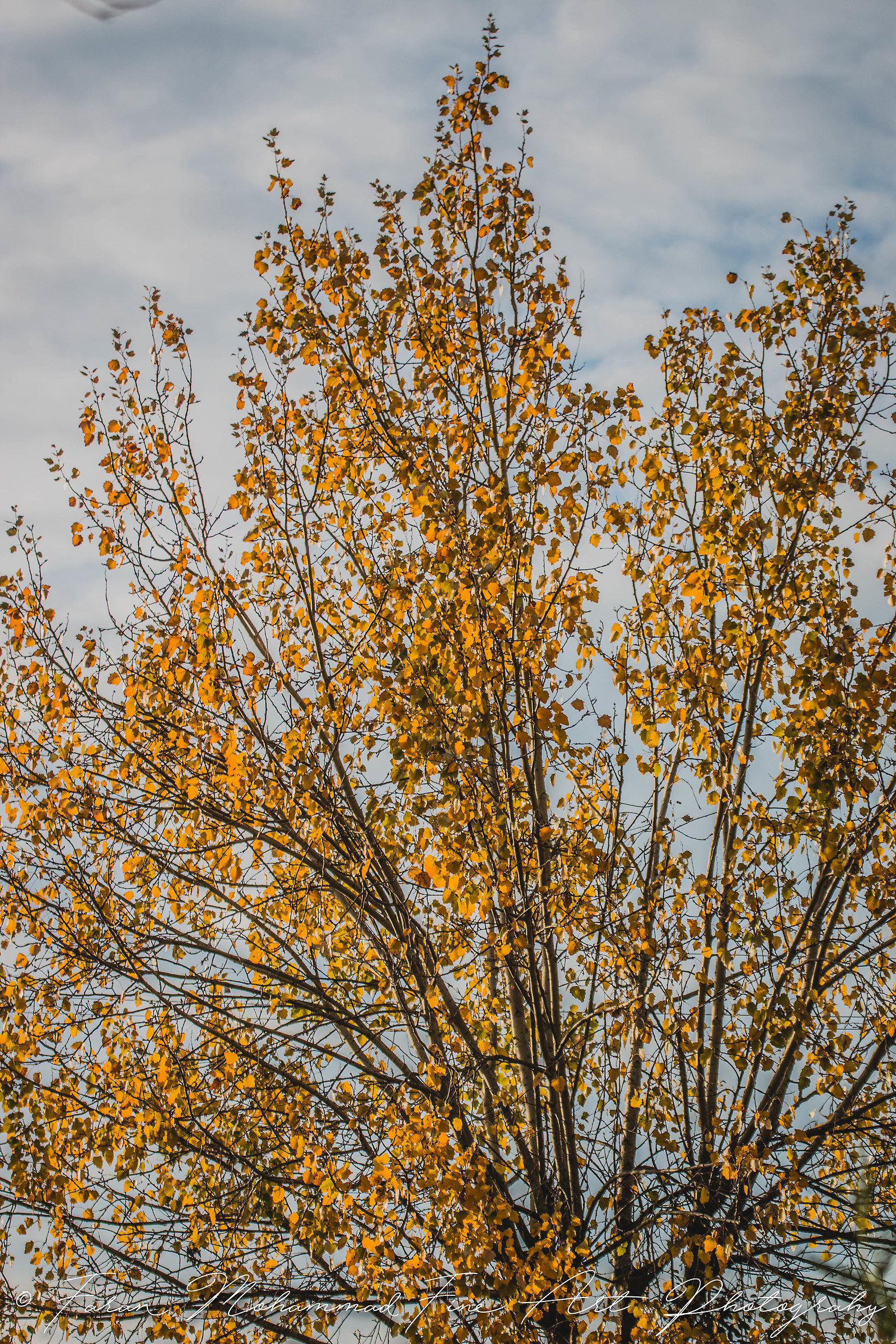 The colors of autumn.