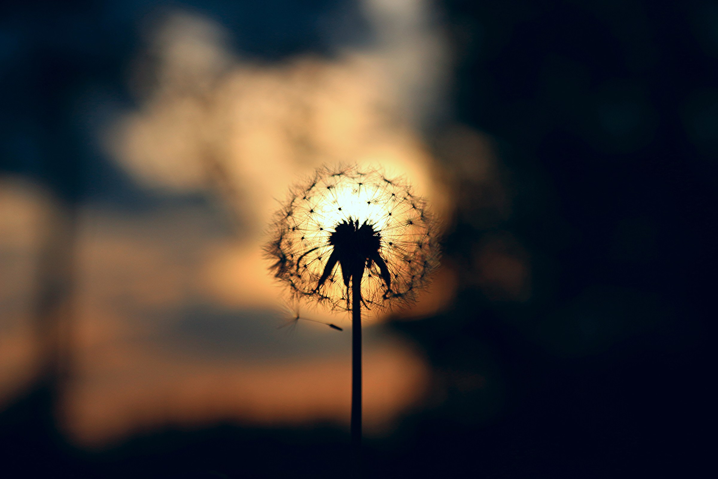 the dandelion.