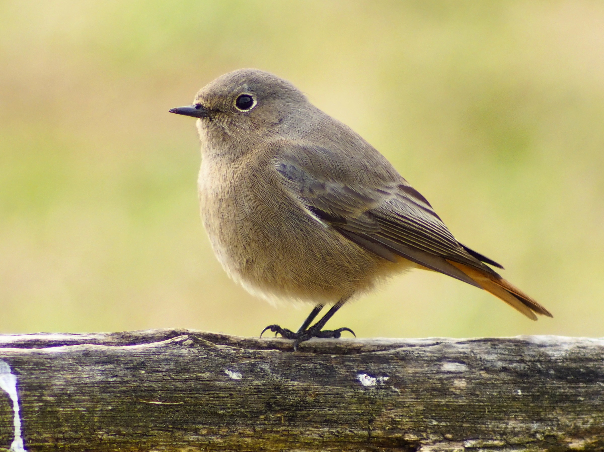 Black redstart & female;