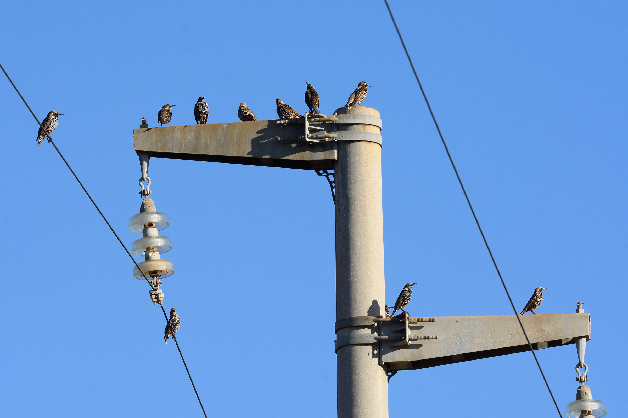 Storn...elli coresi.