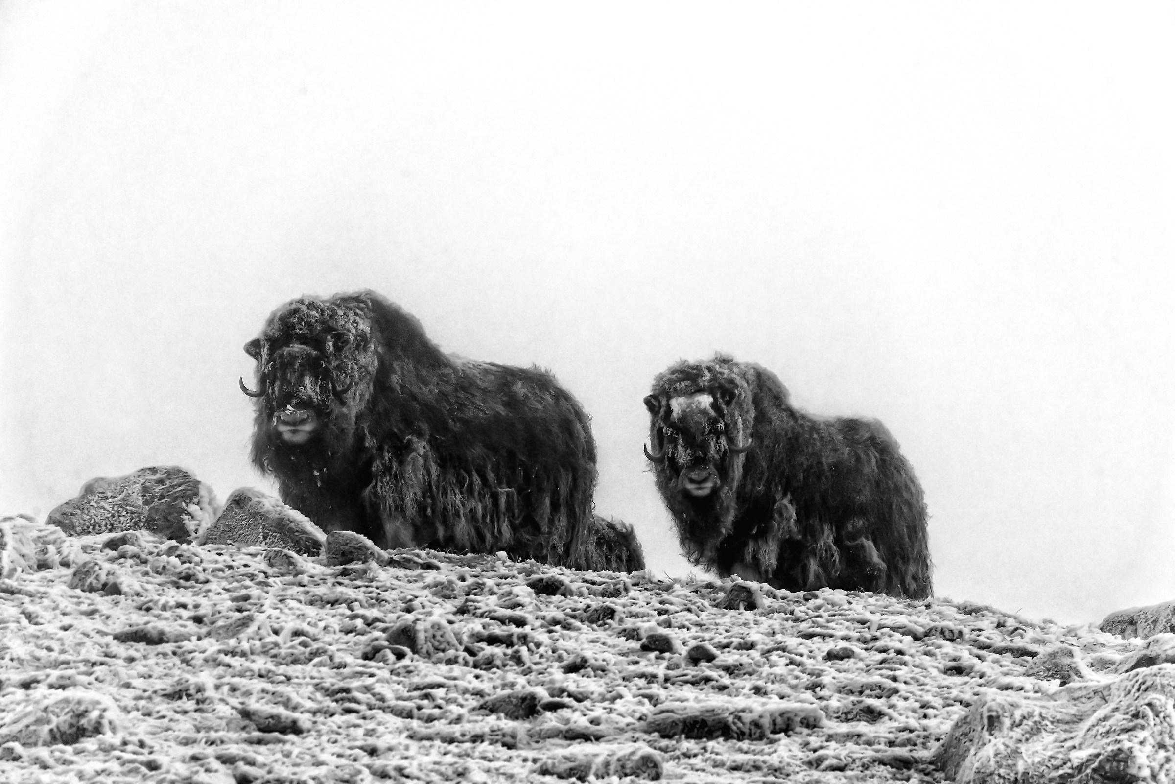 Parco di Dovrefjell 2017 - Tra la nebbia e il gelo