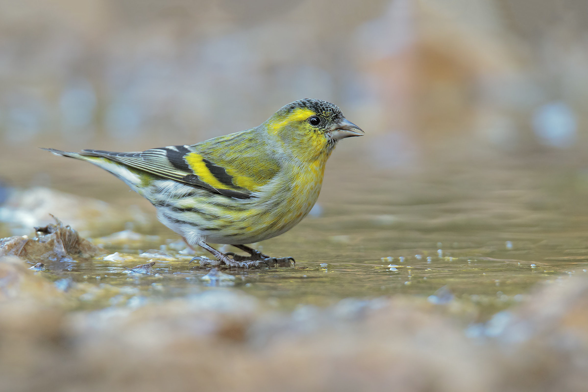 Siskin
