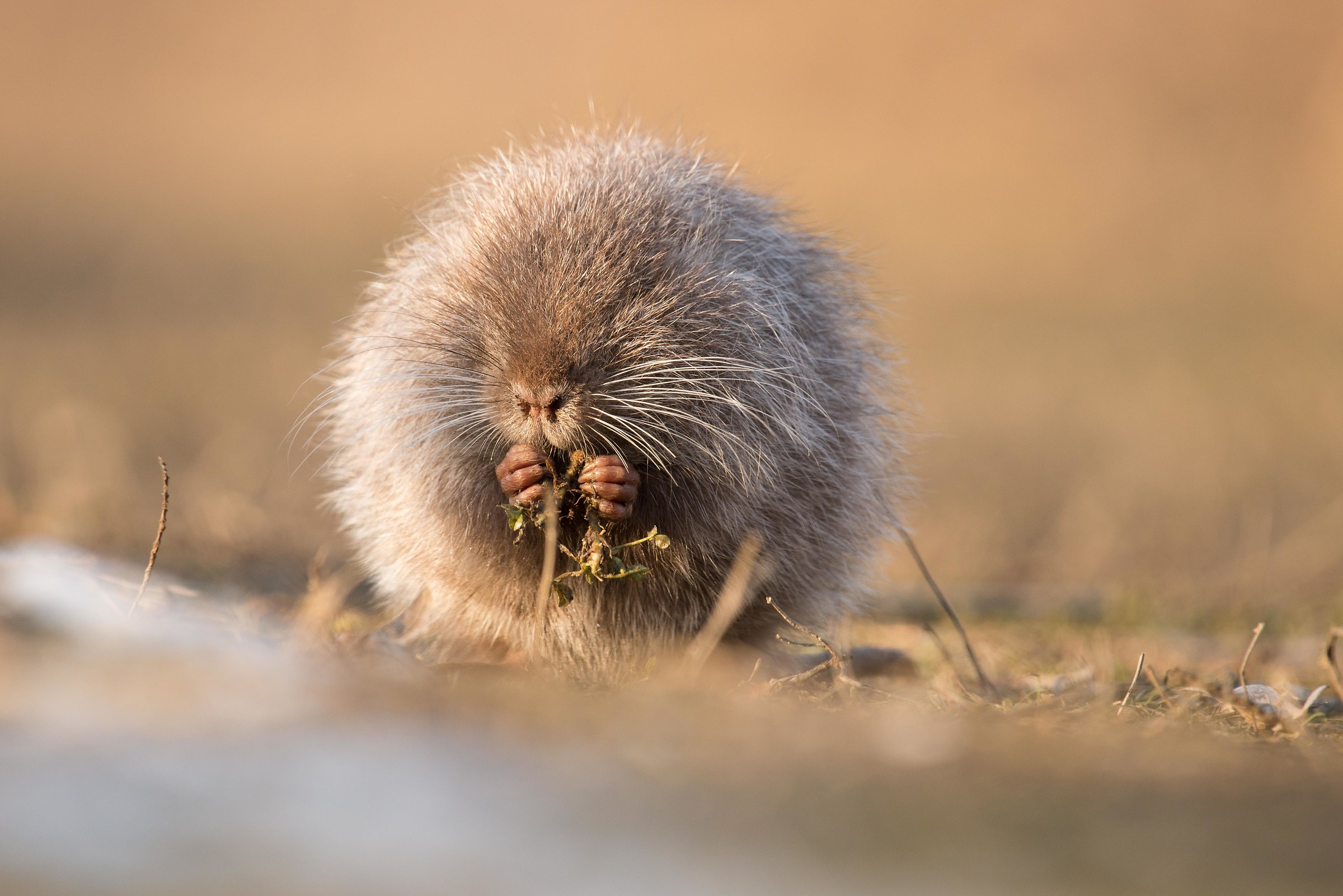 small nutria