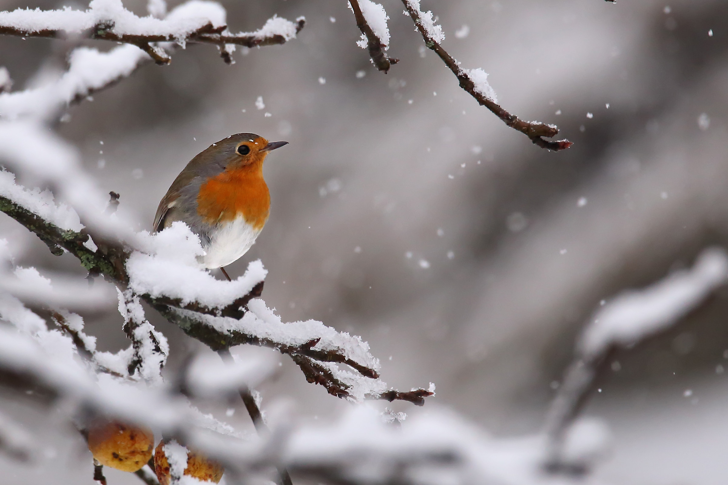 Robin under the snow