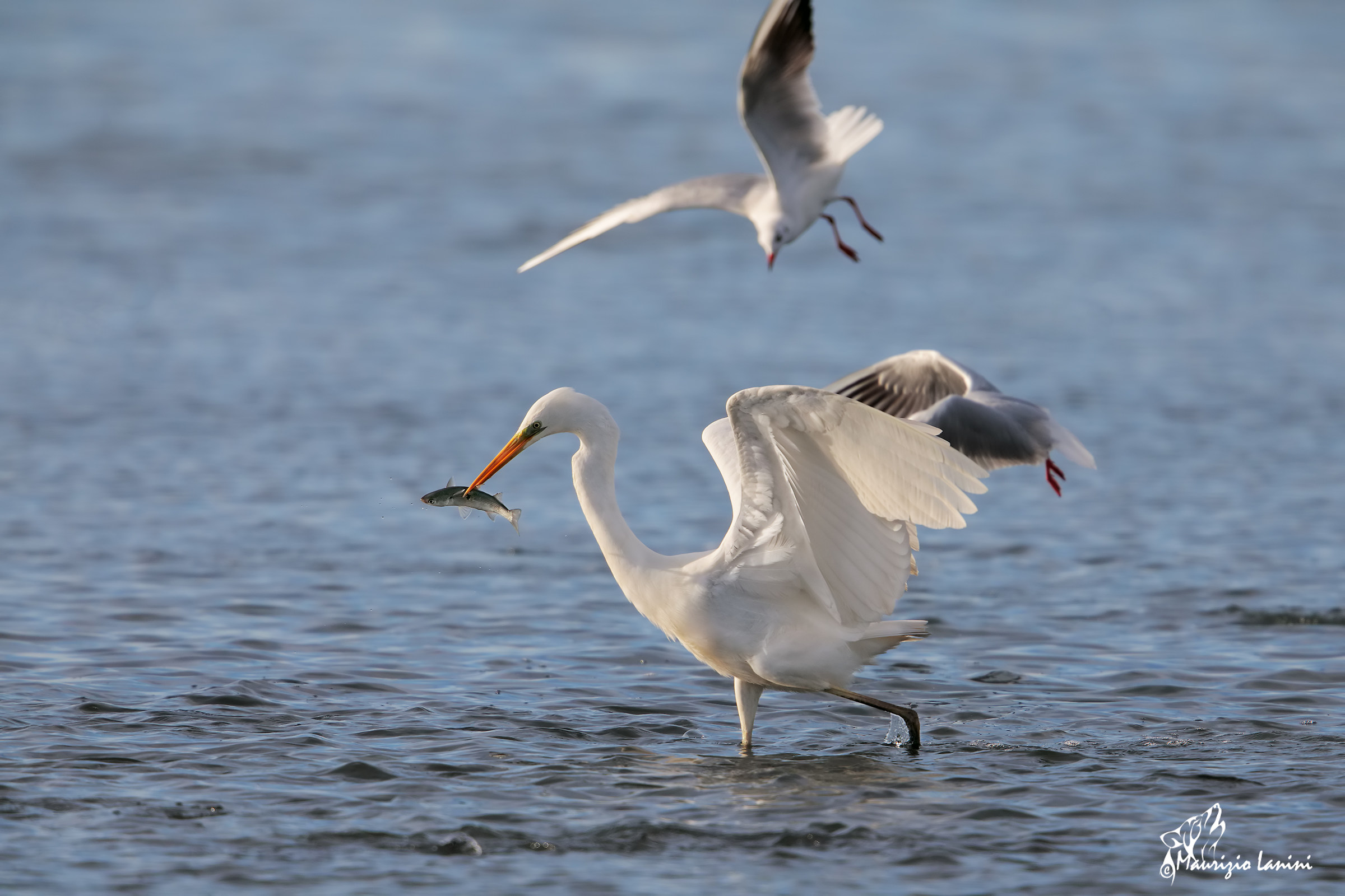 Do not touch my mullet