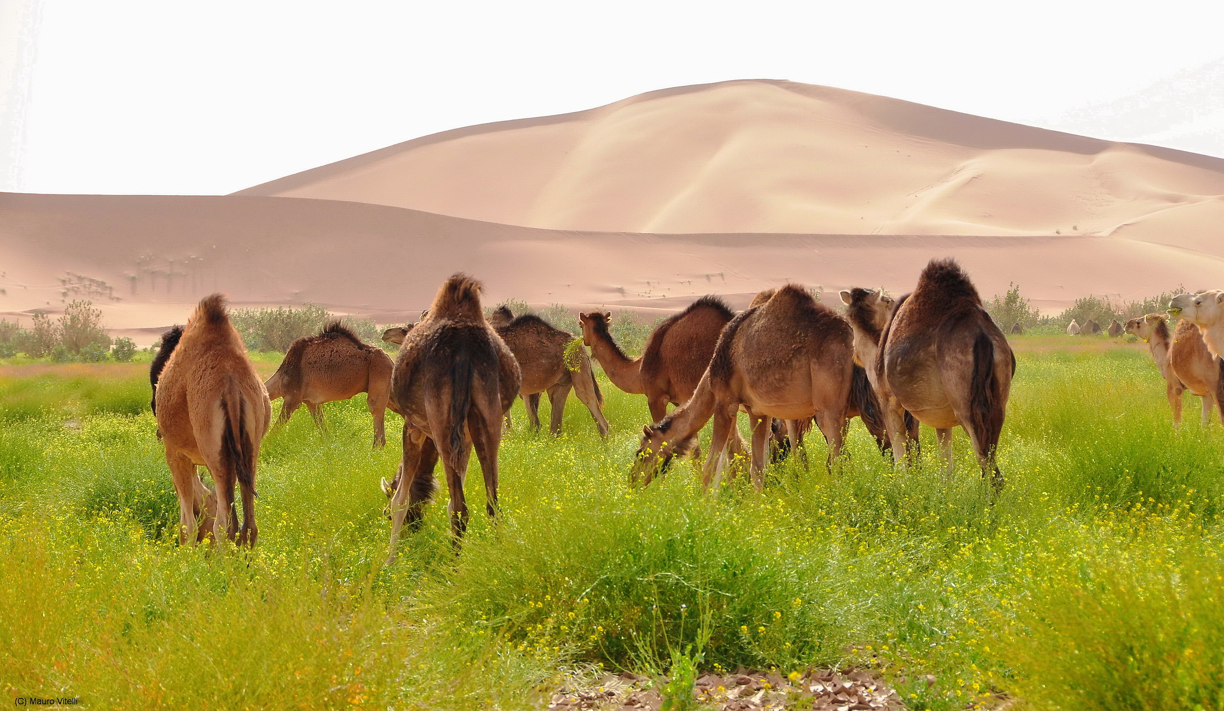 Camels grazing