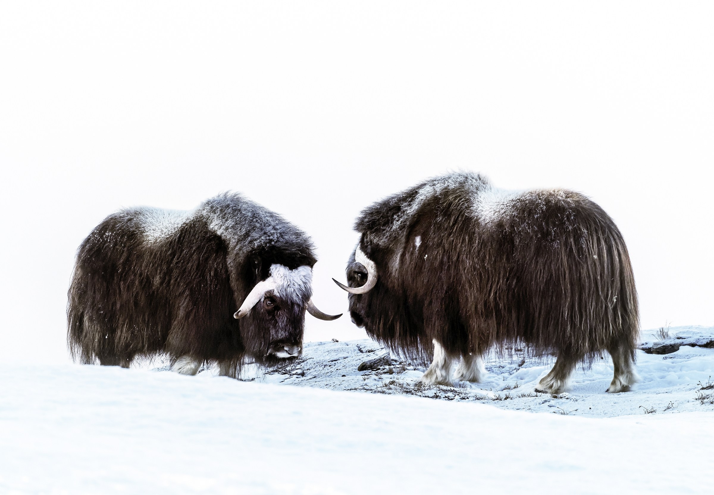 Parco di Dovrefjell 2017 - Musk ox