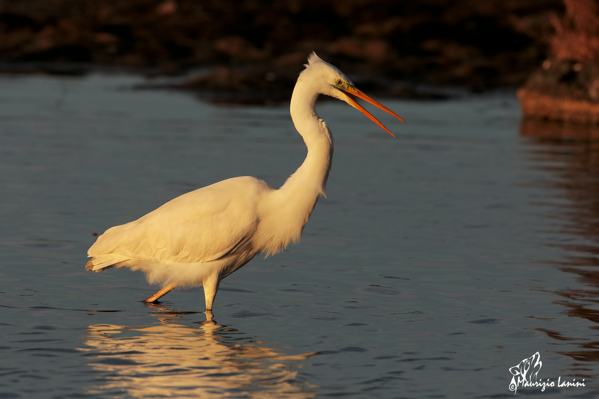 In the warm light of sunset