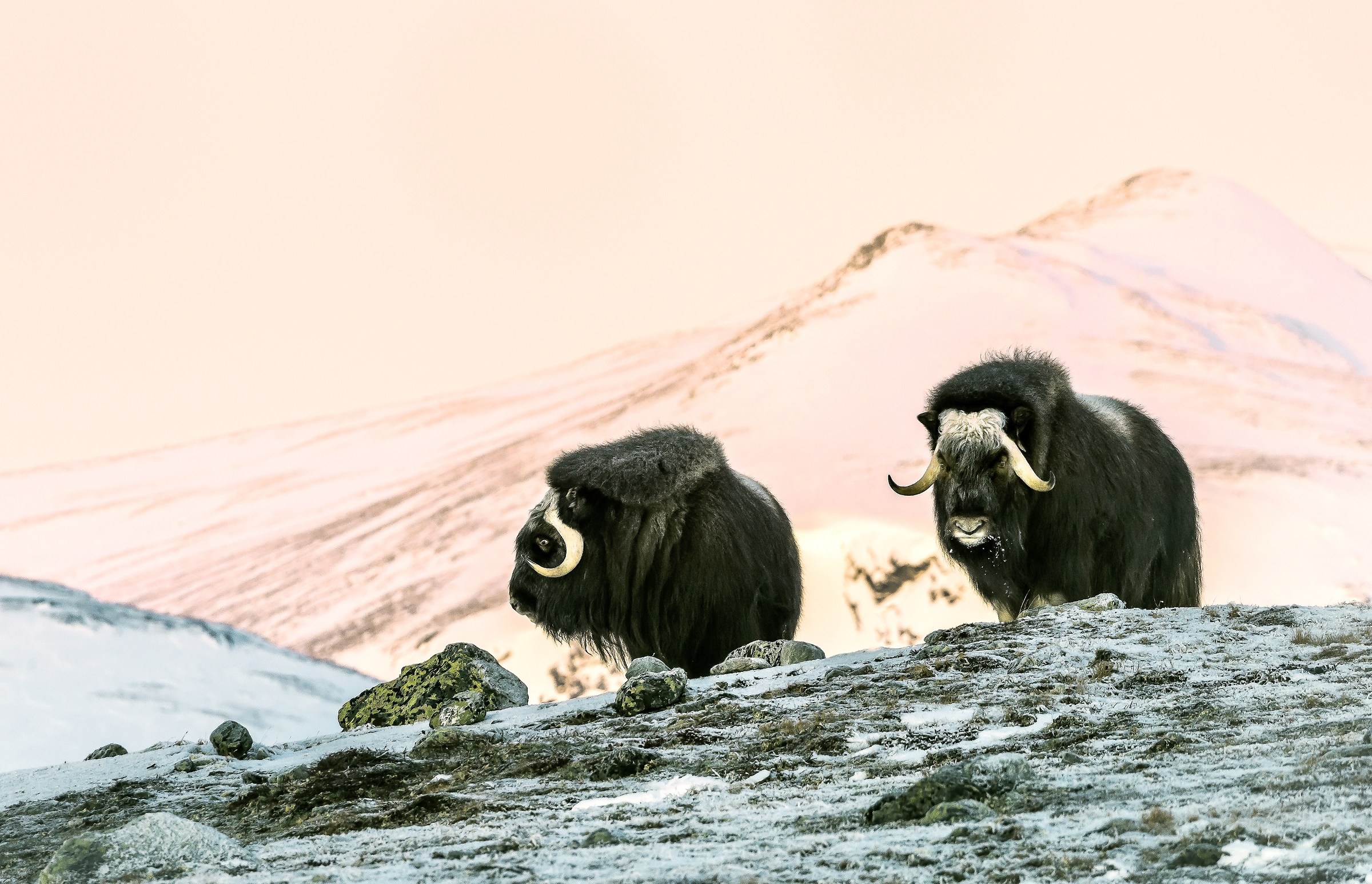 Parco di Dovrefjell 2017 - Buoi muschiati