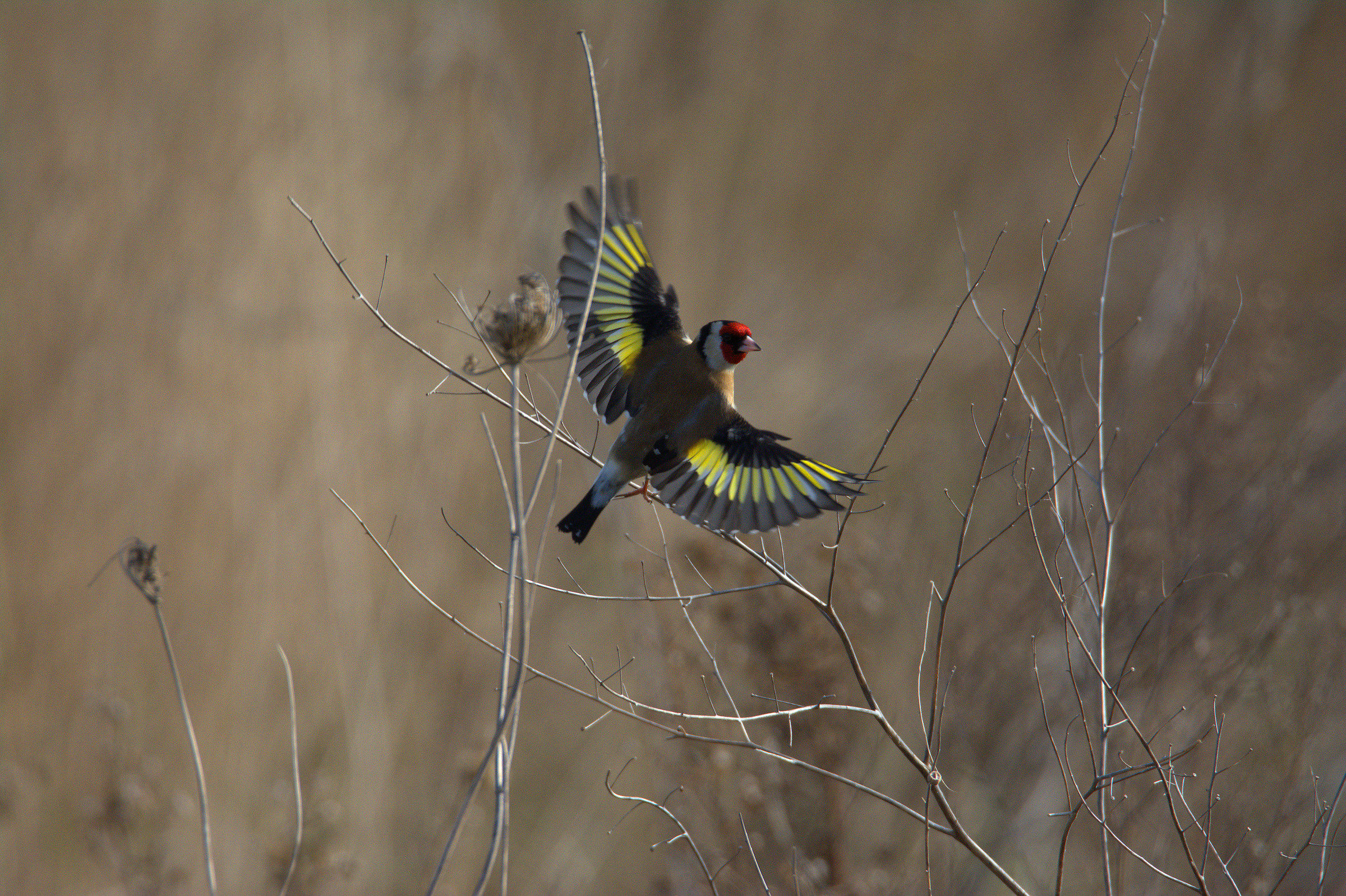 Goldfinch