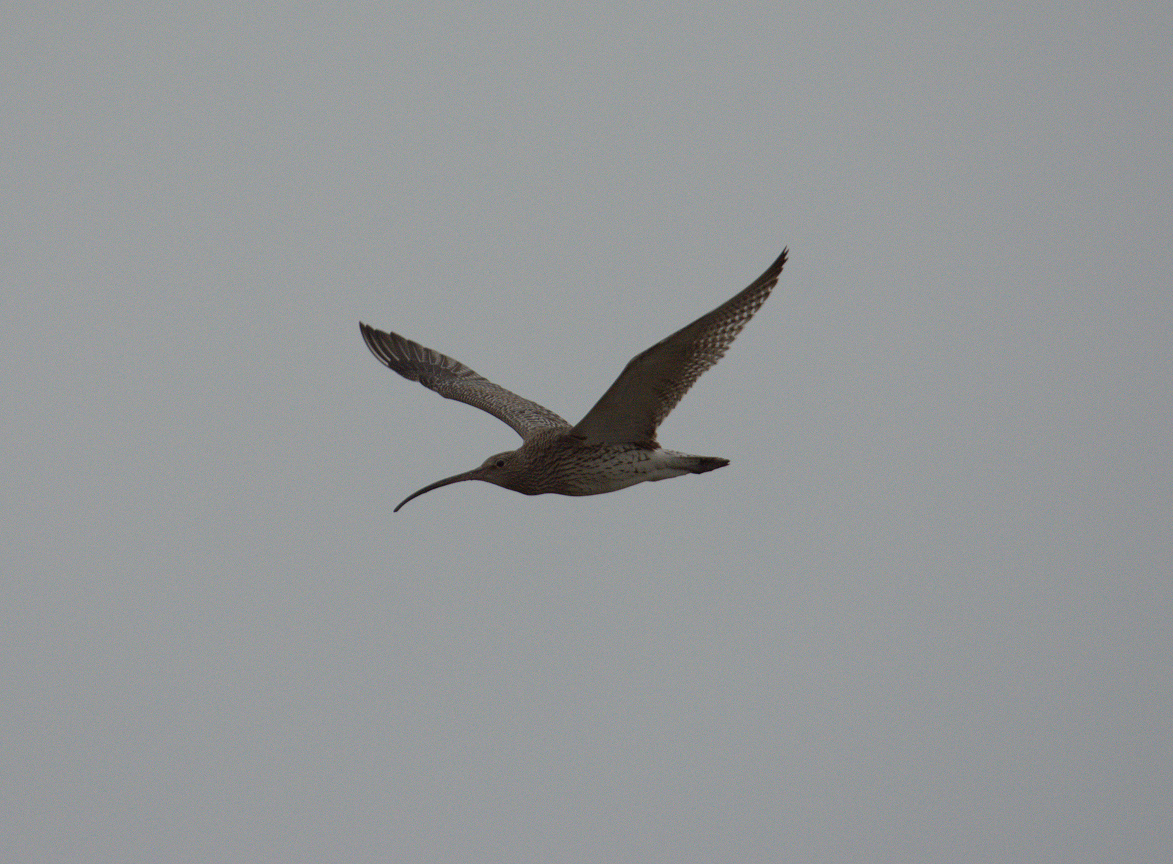 Curlew
