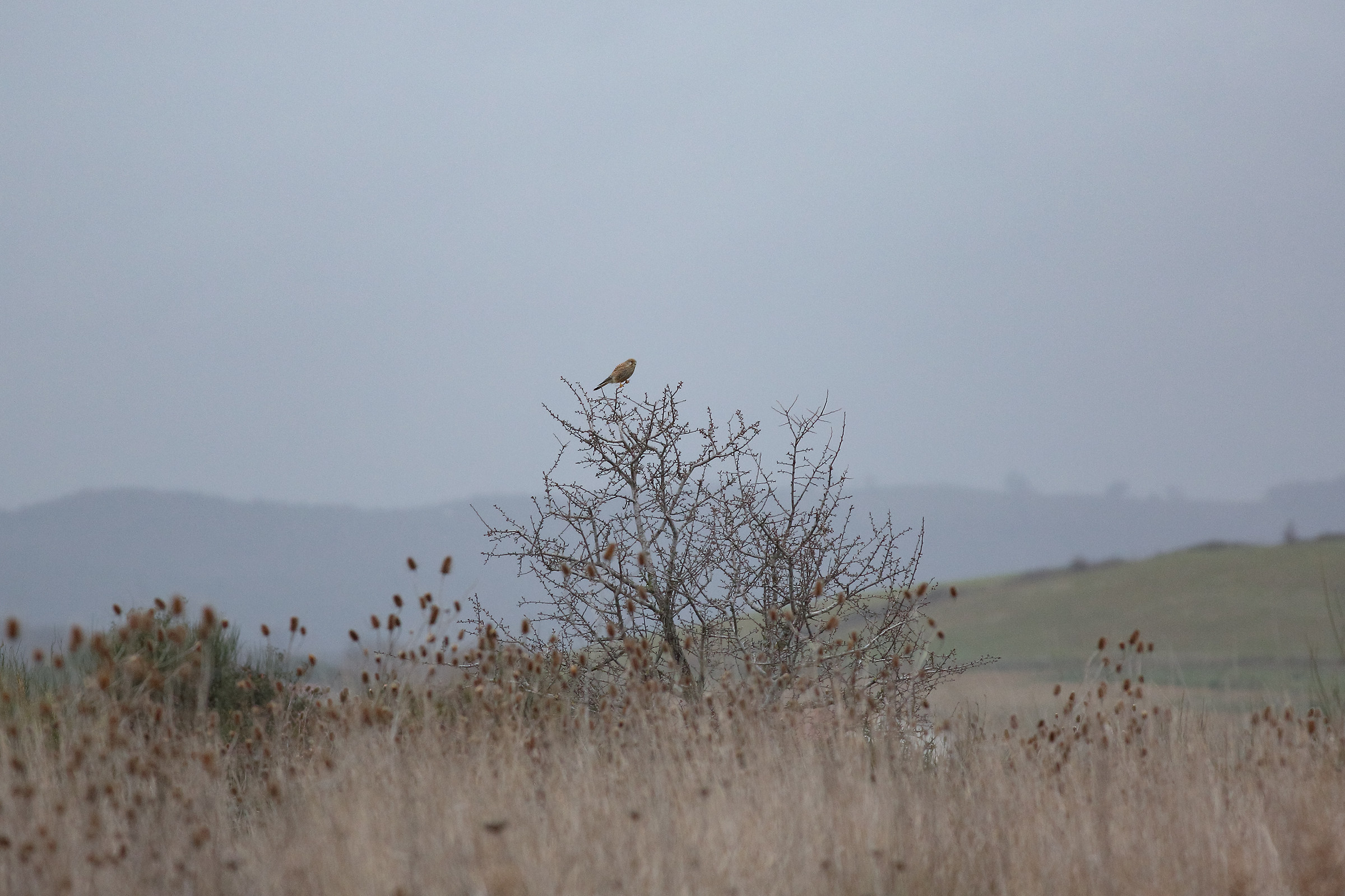 Kestrel Set -first the Morning Hours