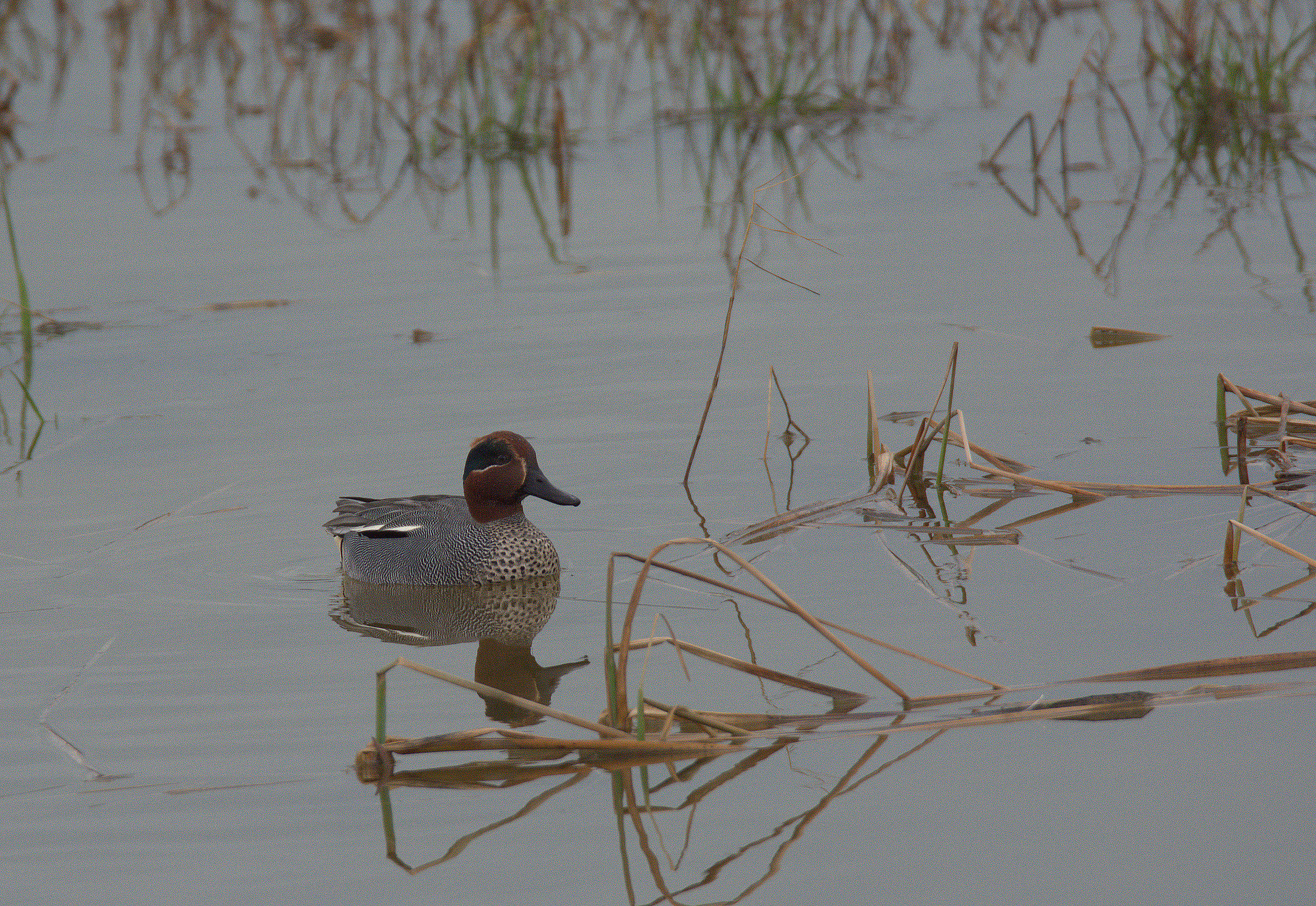 teal male