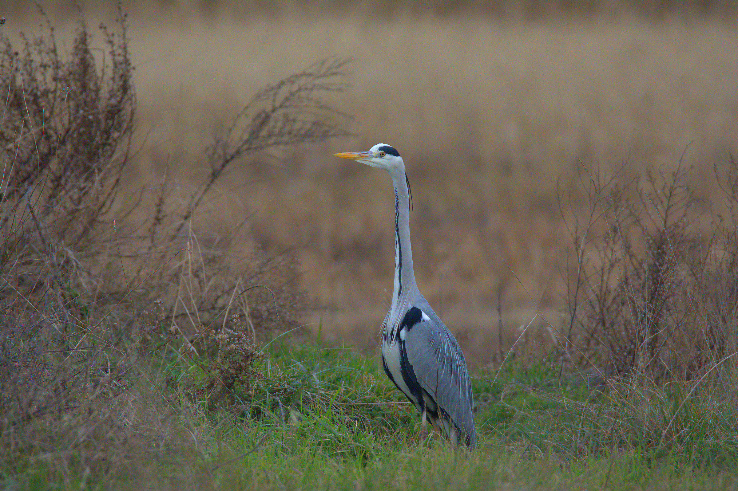 Grey Heron