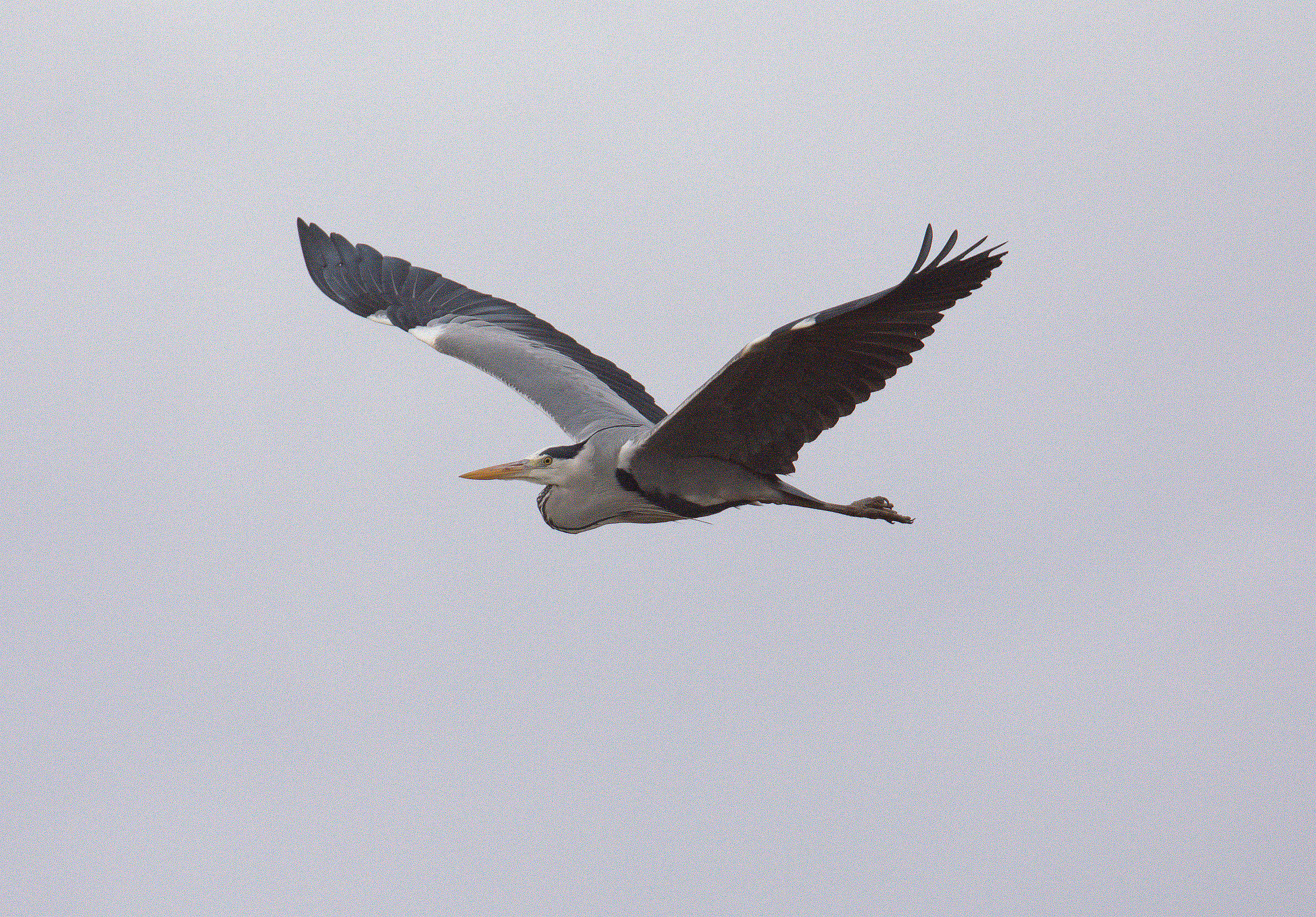 Grey Heron in flight
