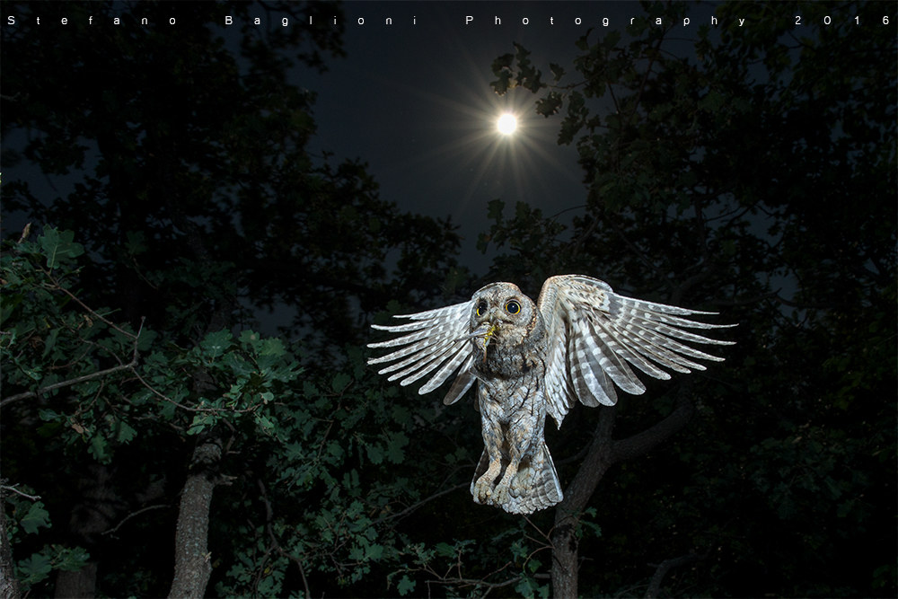 Horned owls in the Moon Company