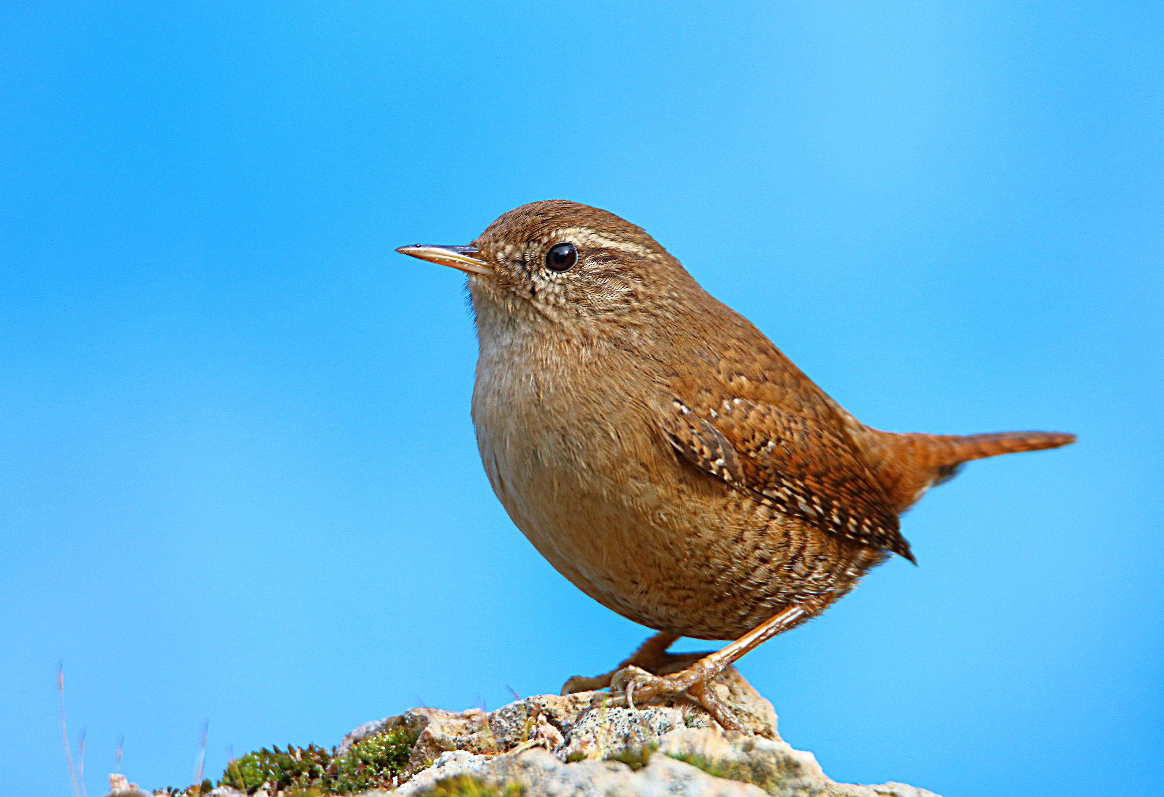 Wren