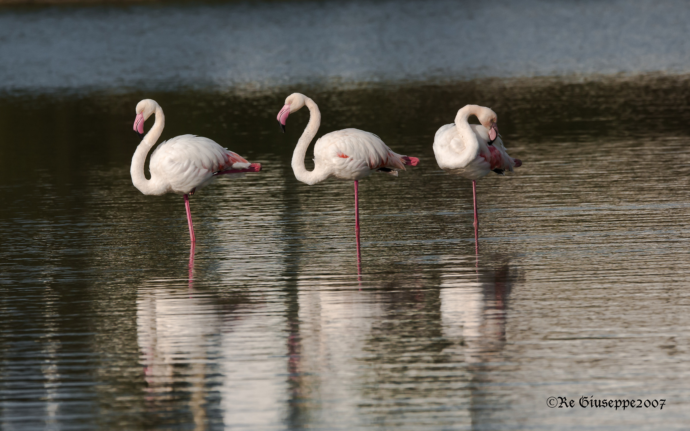 Three phenylalanine in the mirror