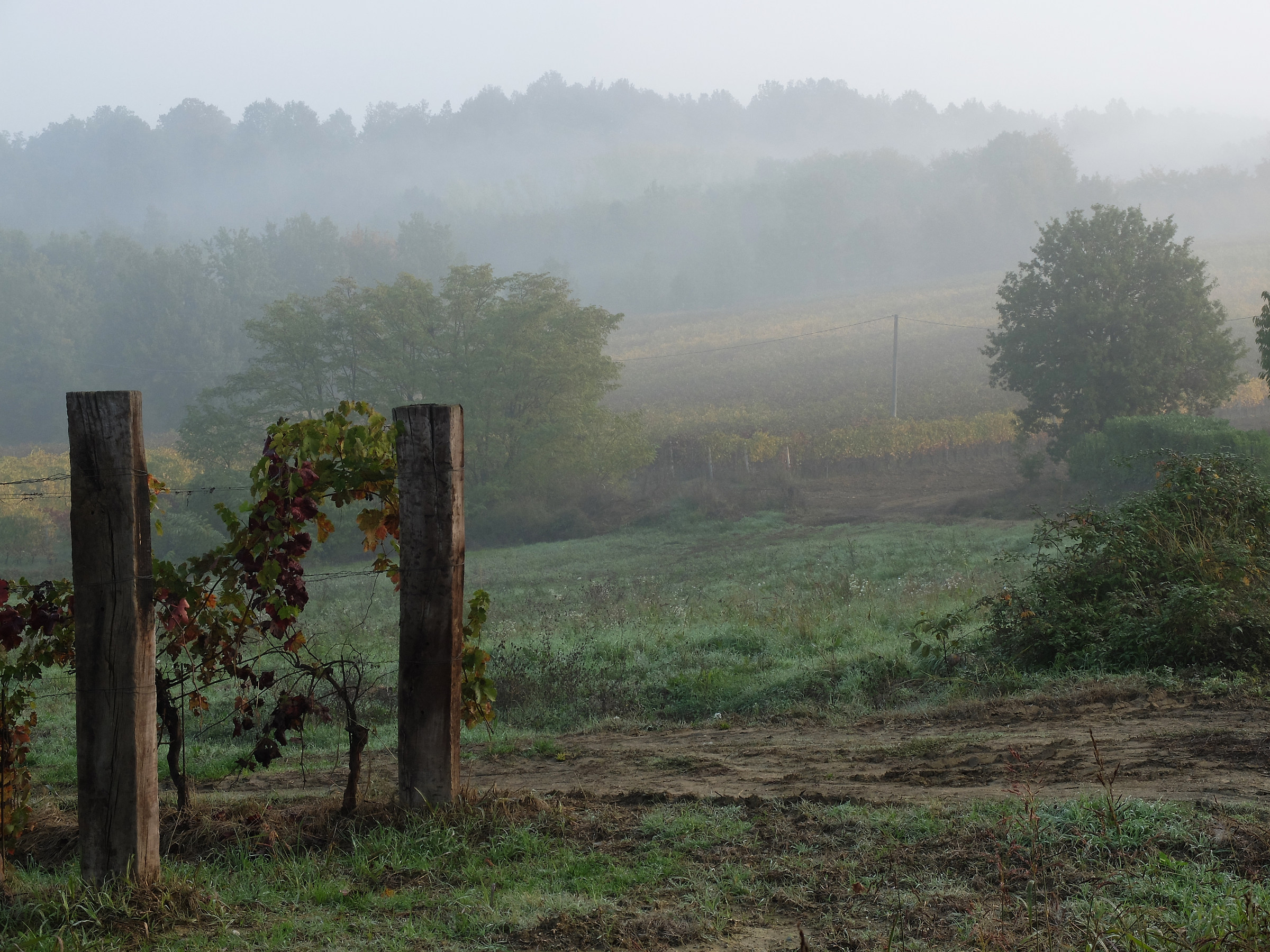 Vigneti alessandrini