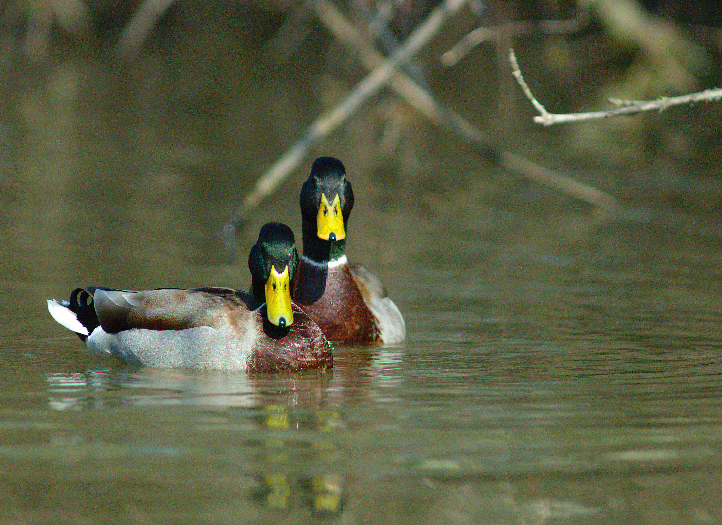 Germani reali maschi