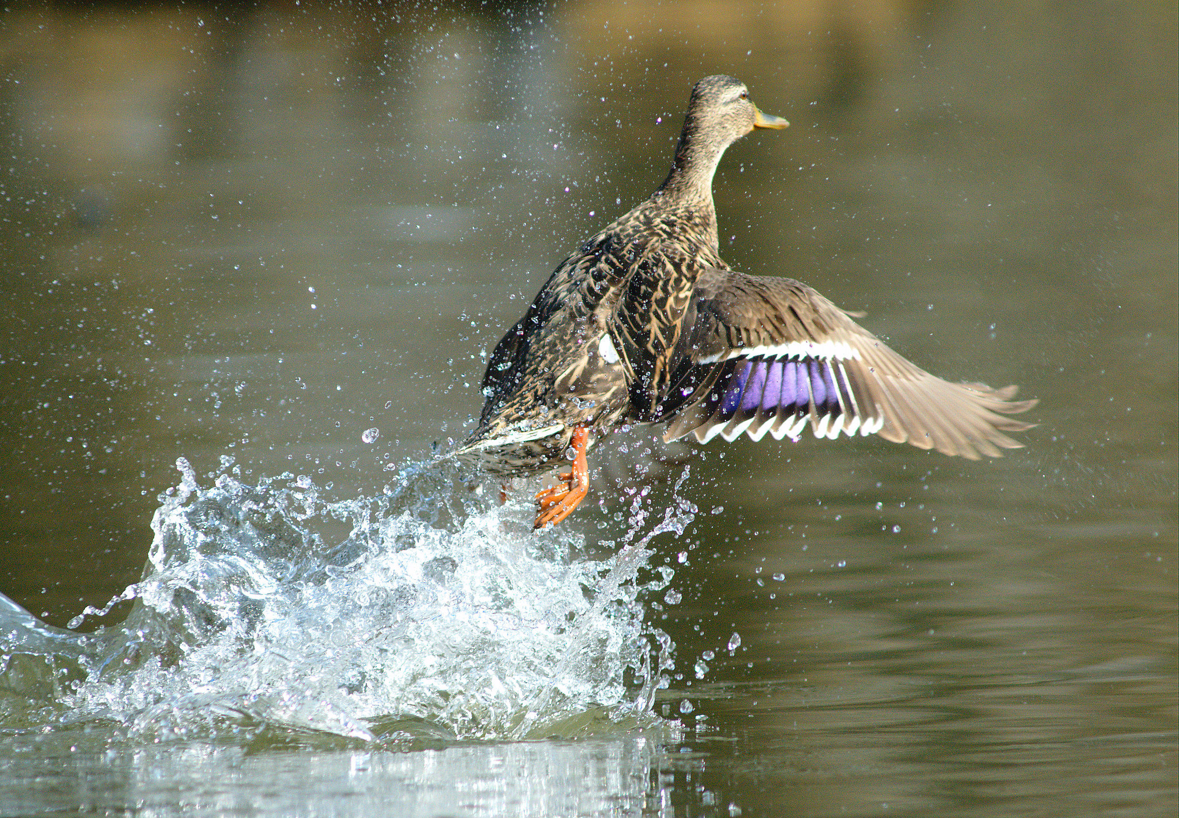 Germano reale femmina all'involo
