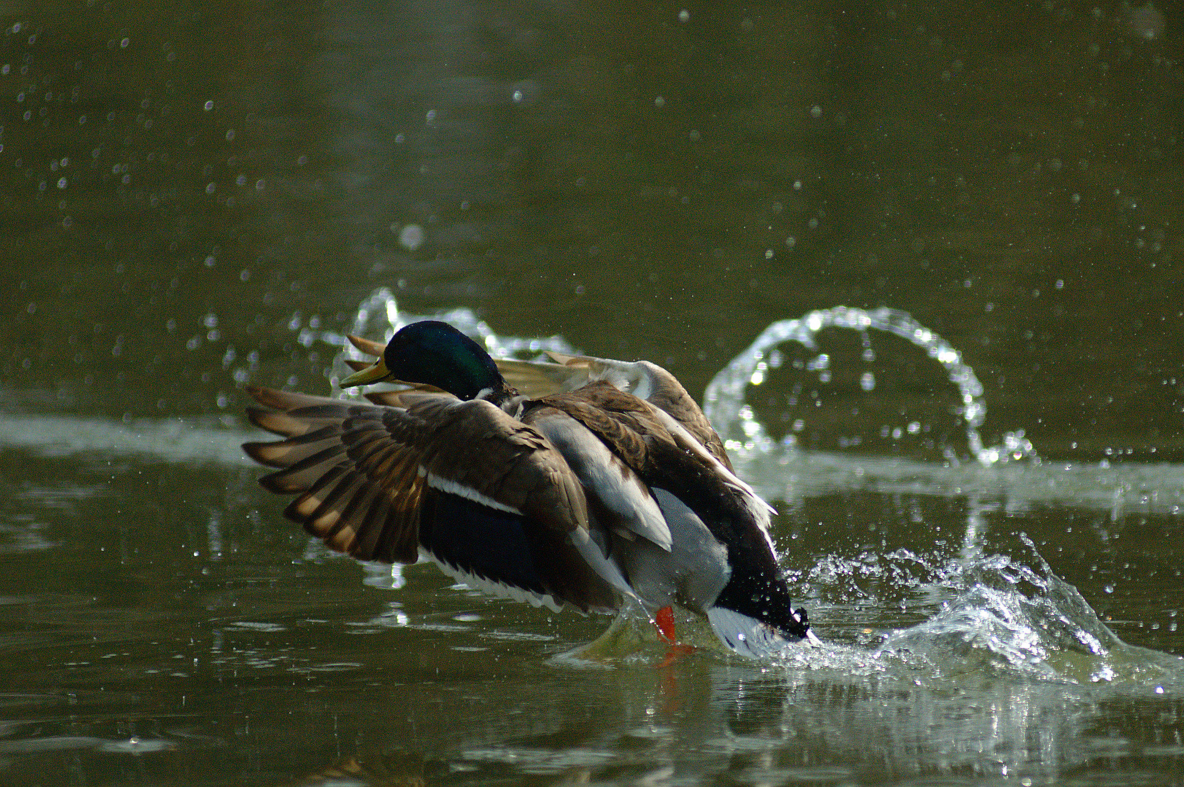 Germano reale maschio all'involo