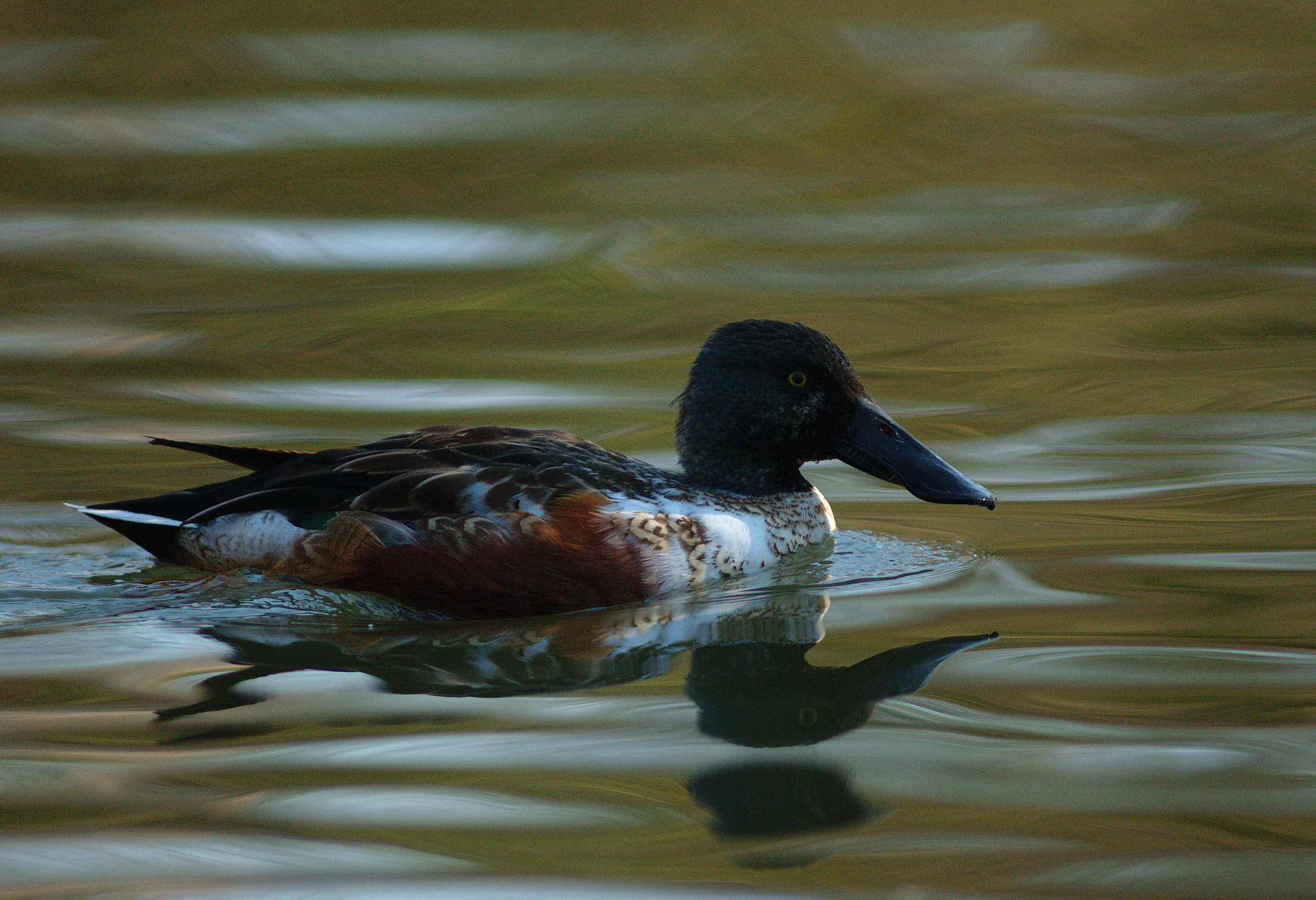 Shoveler male